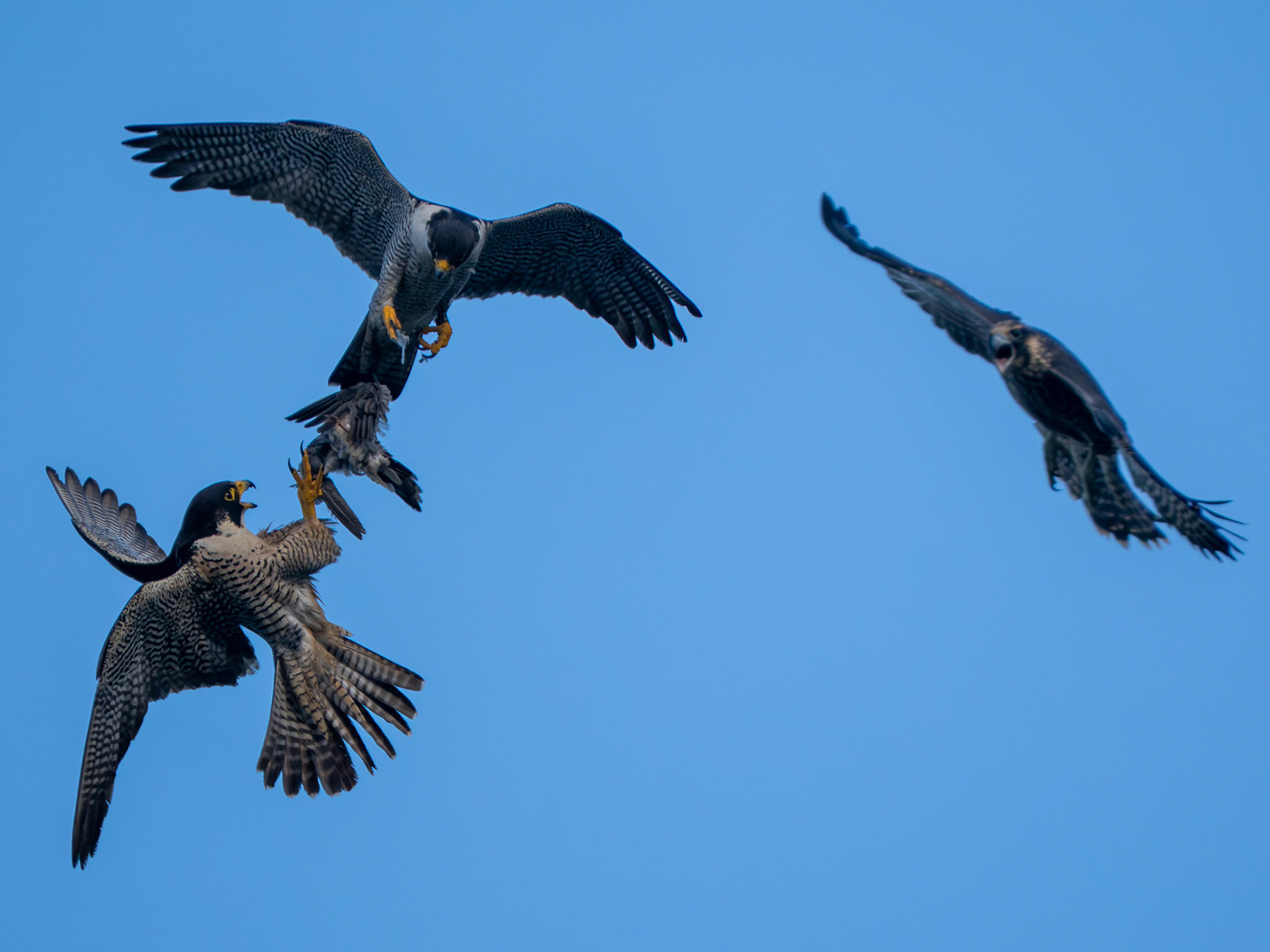 Peregrine Falcons