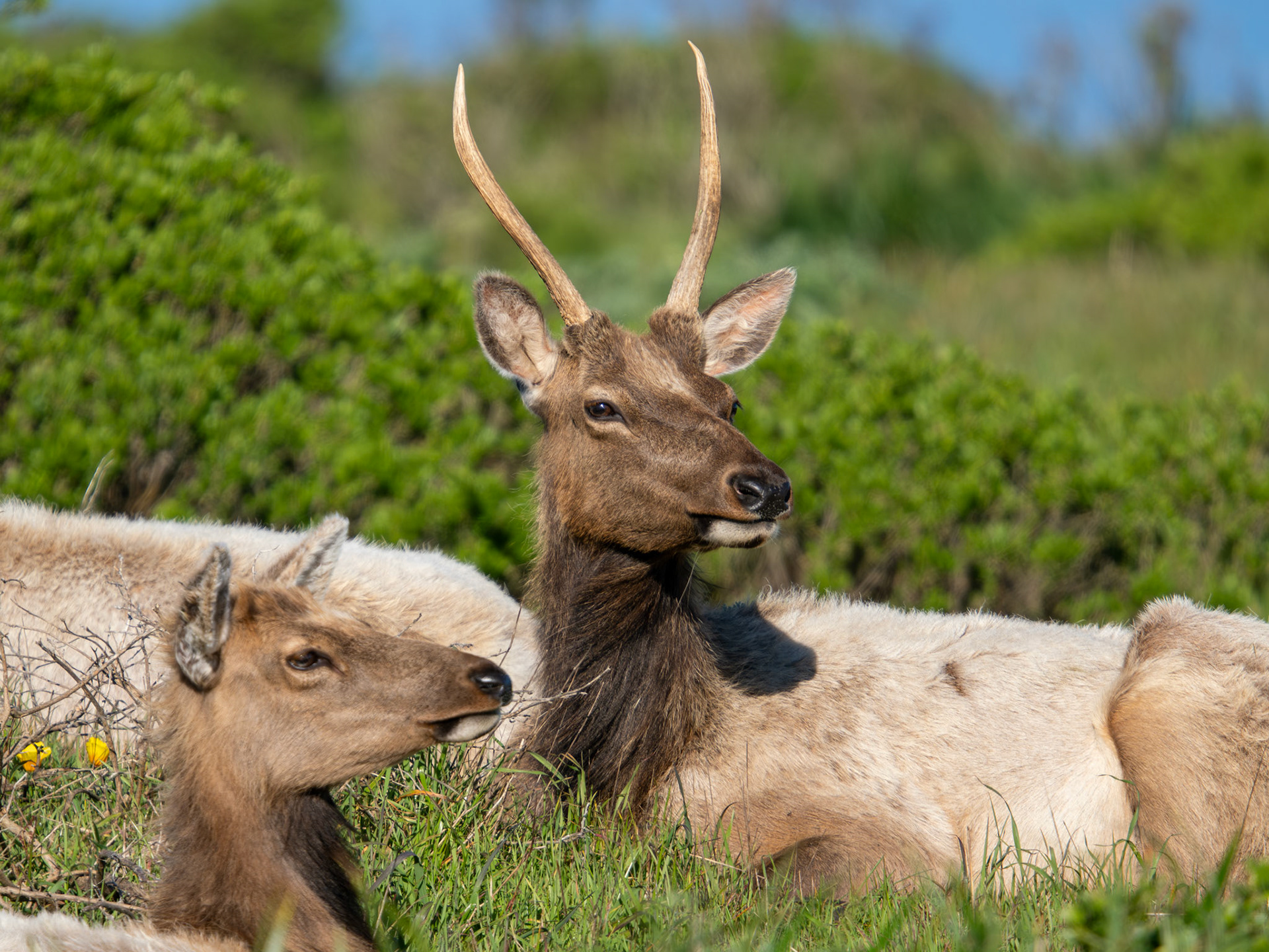 Tule Elk