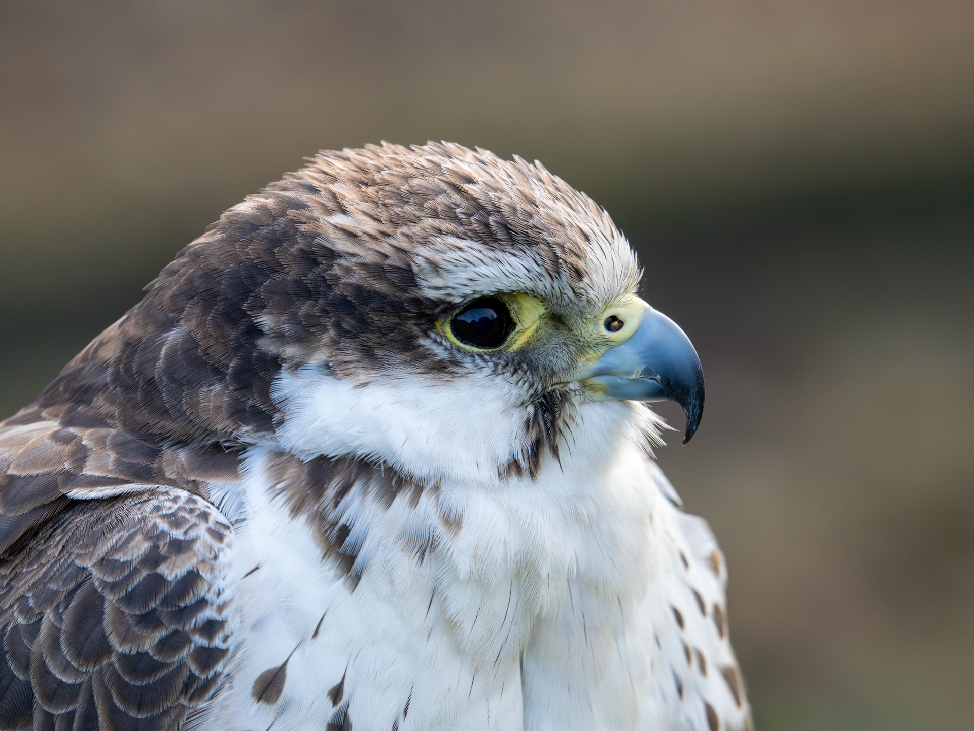 Saker Falcon