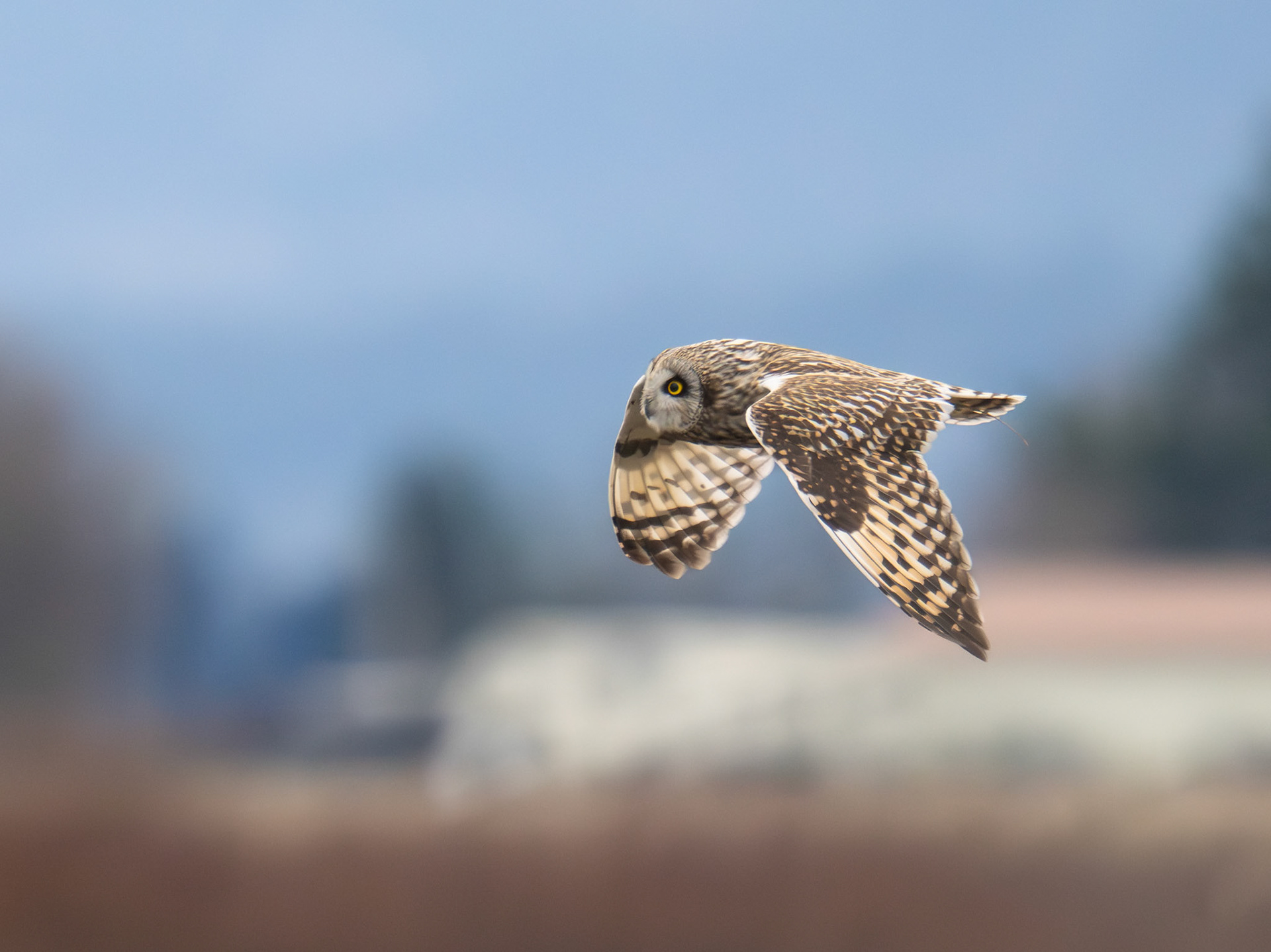 Short-eared Owl