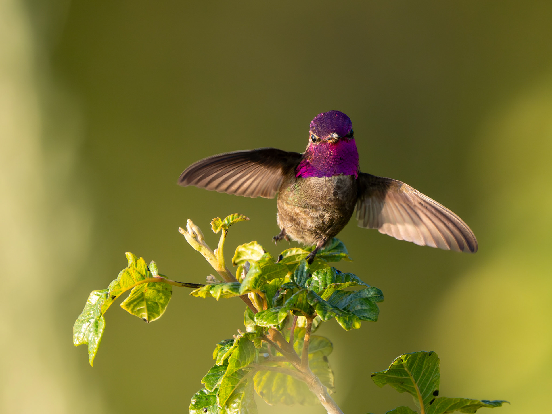 Anna's Hummingbird