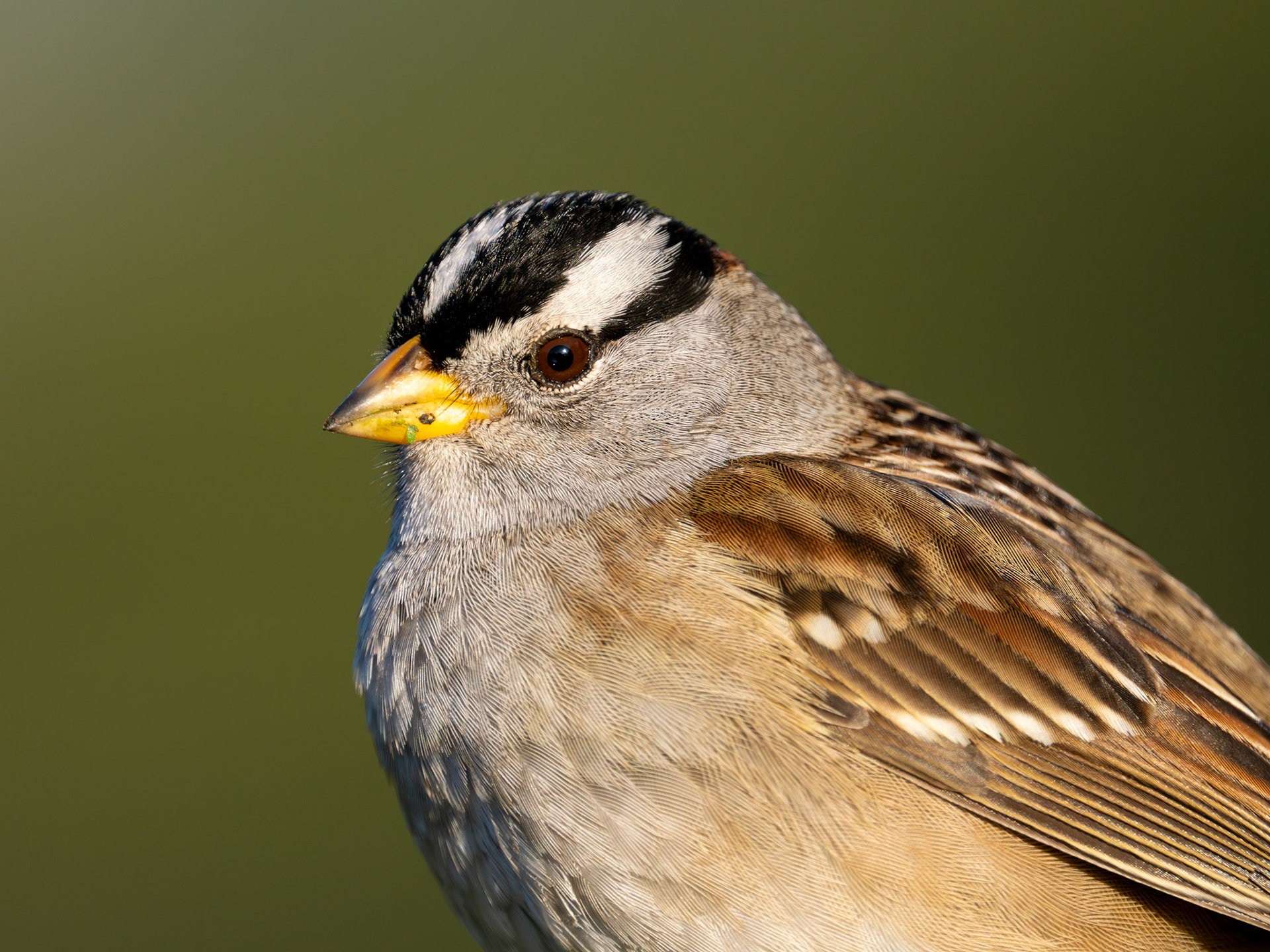 White-crowned Sparrow