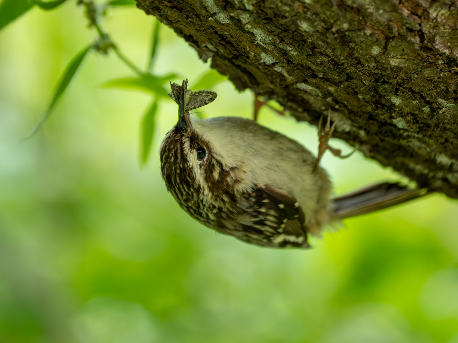 Brown Creeper