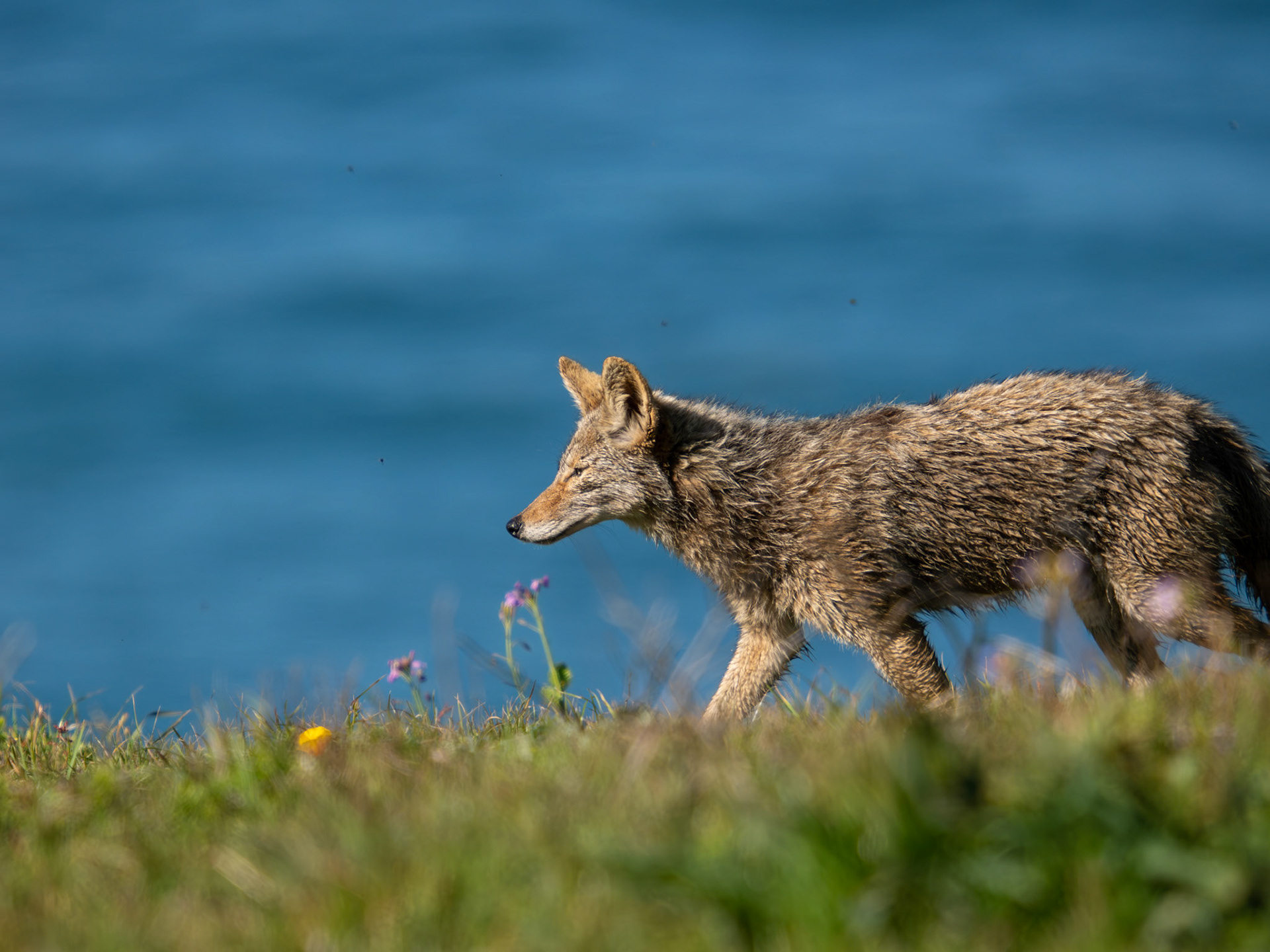 Coyote