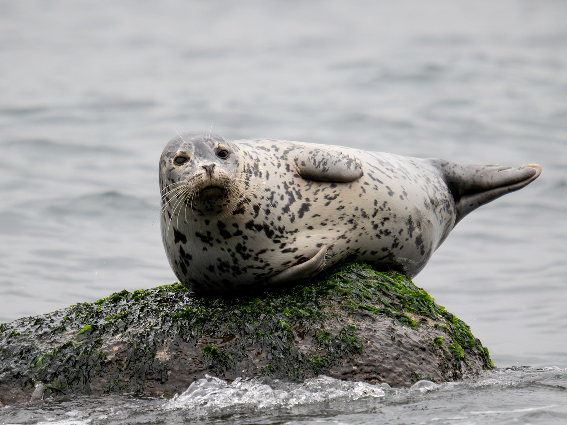 Harbor Seal