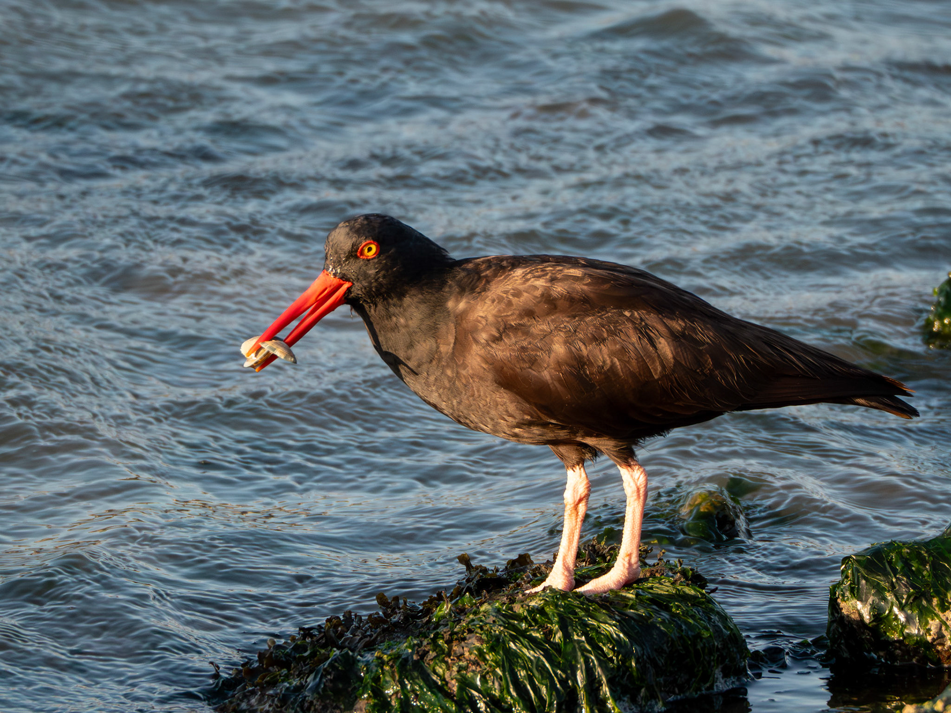Black Oystercatcher