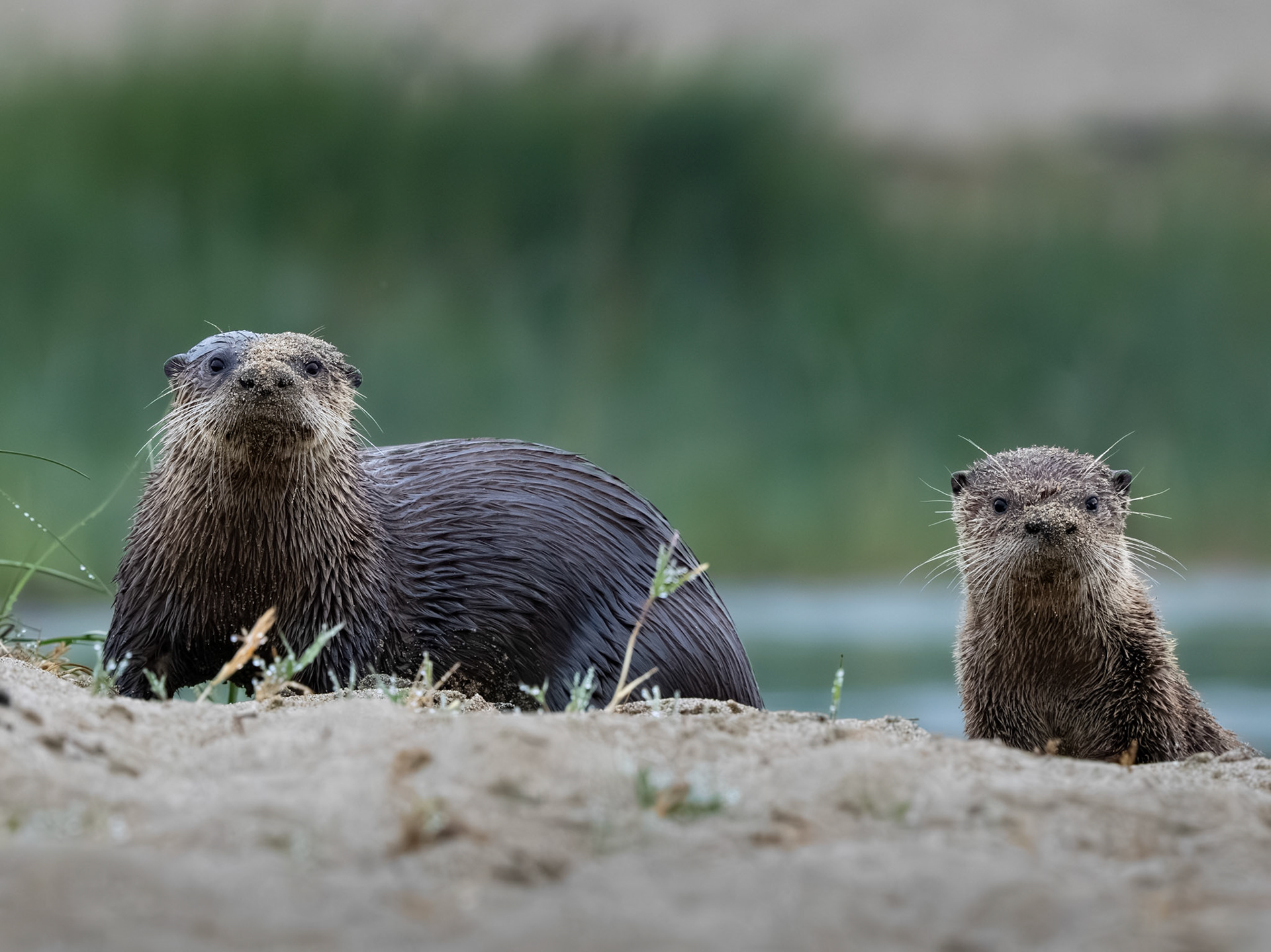 River Otters