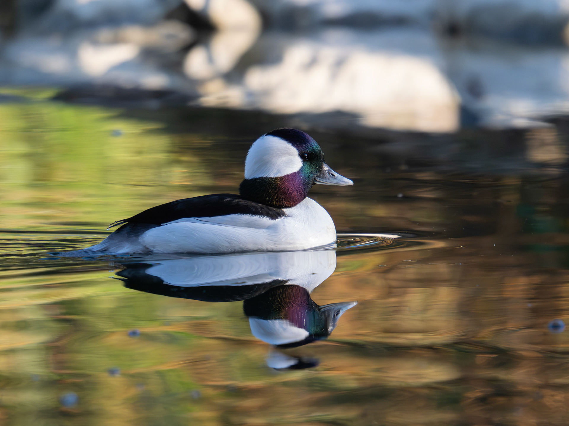 Bufflehead