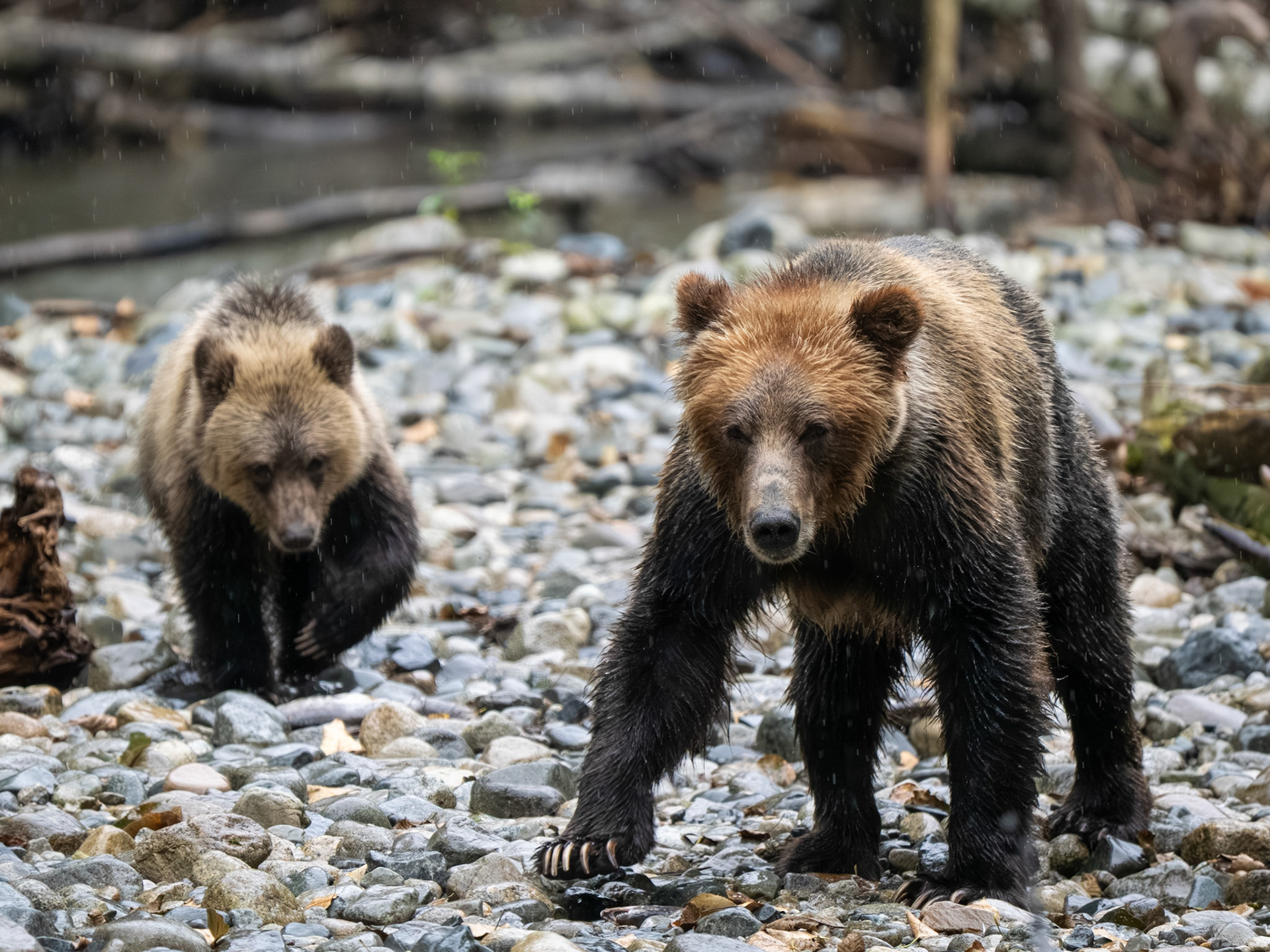 Grizzly Bear Mom and Cub