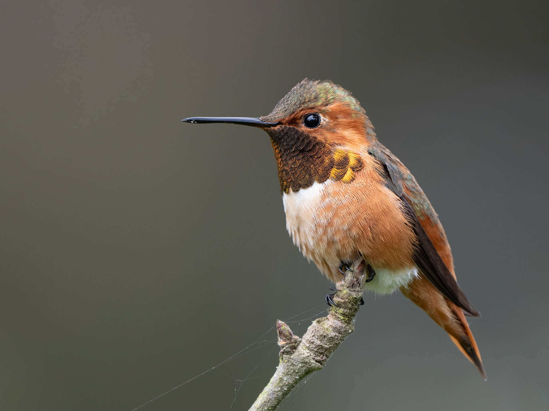 Allen's Hummingbird