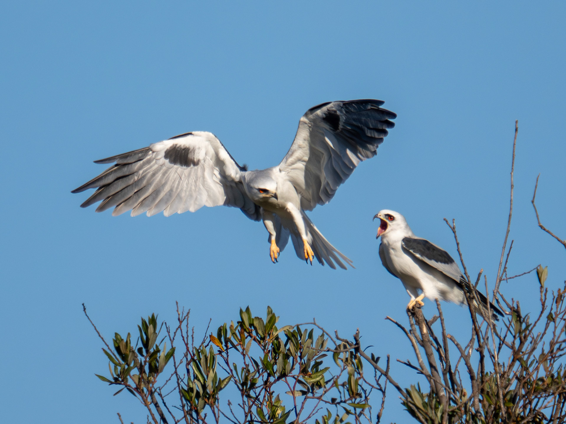 White-tailed Kites