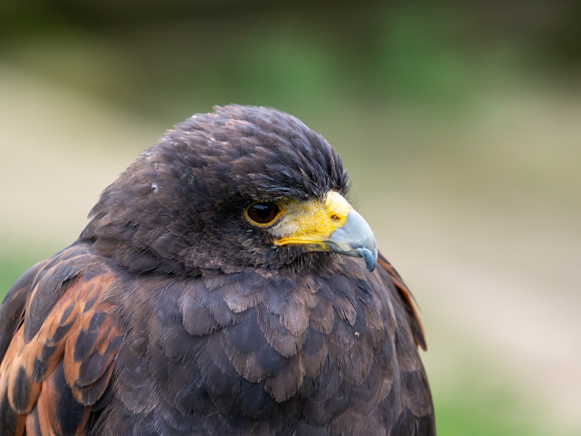 Harris's Hawk