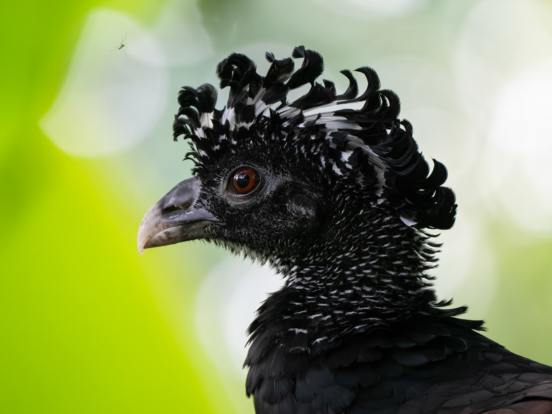 Great Curassow