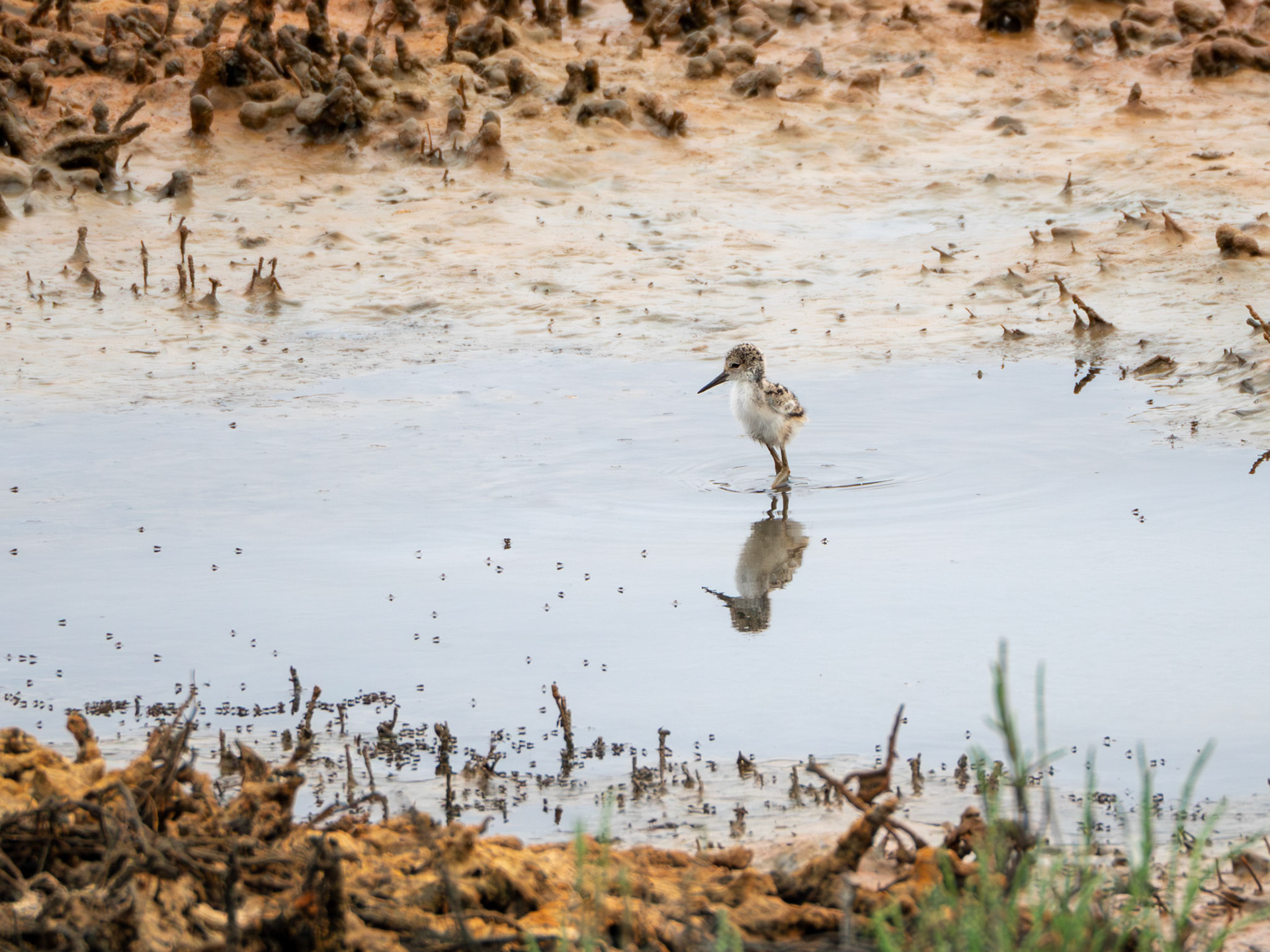 Black-necked Stilt Chick