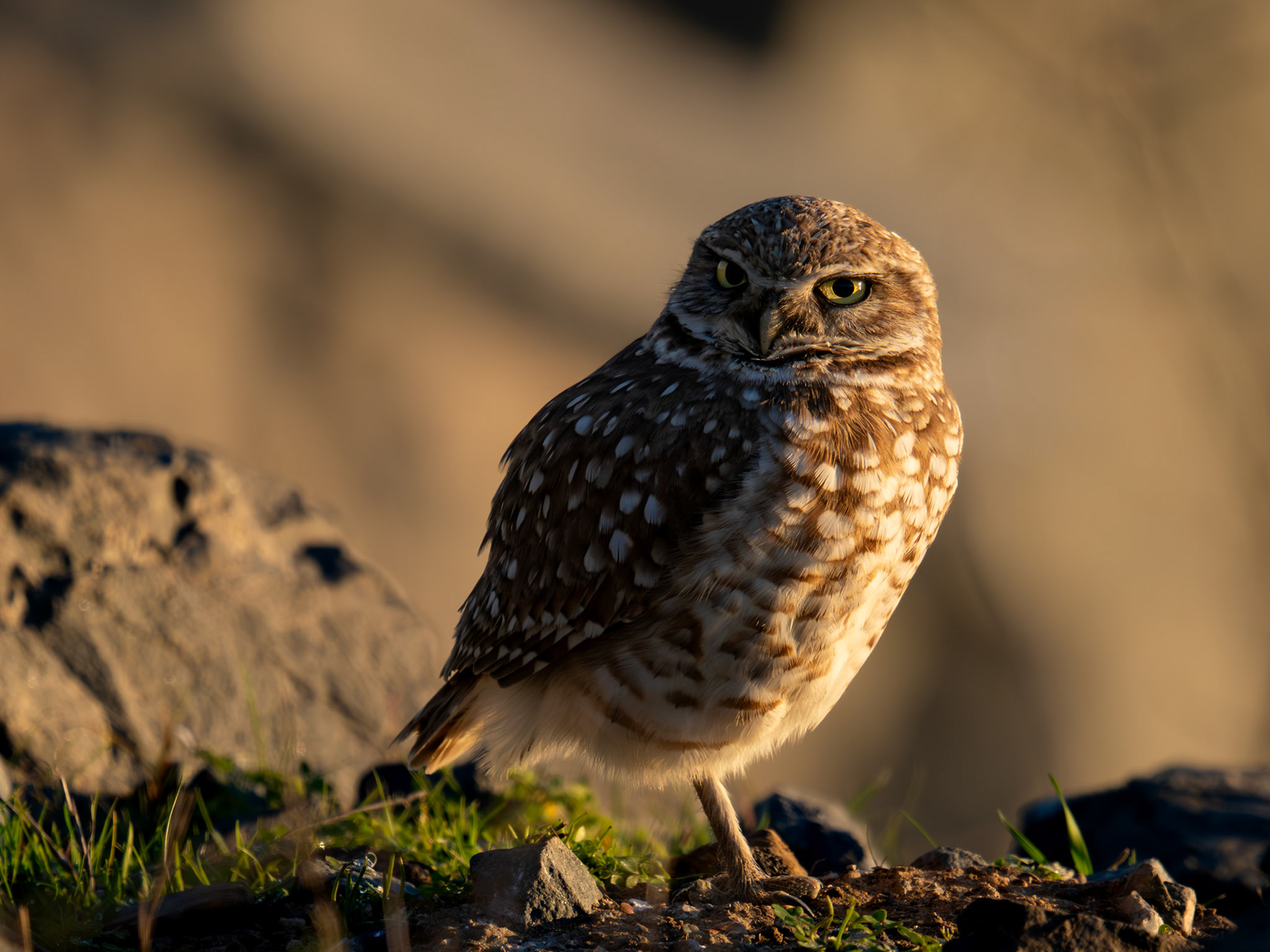 Burrowing Owl
