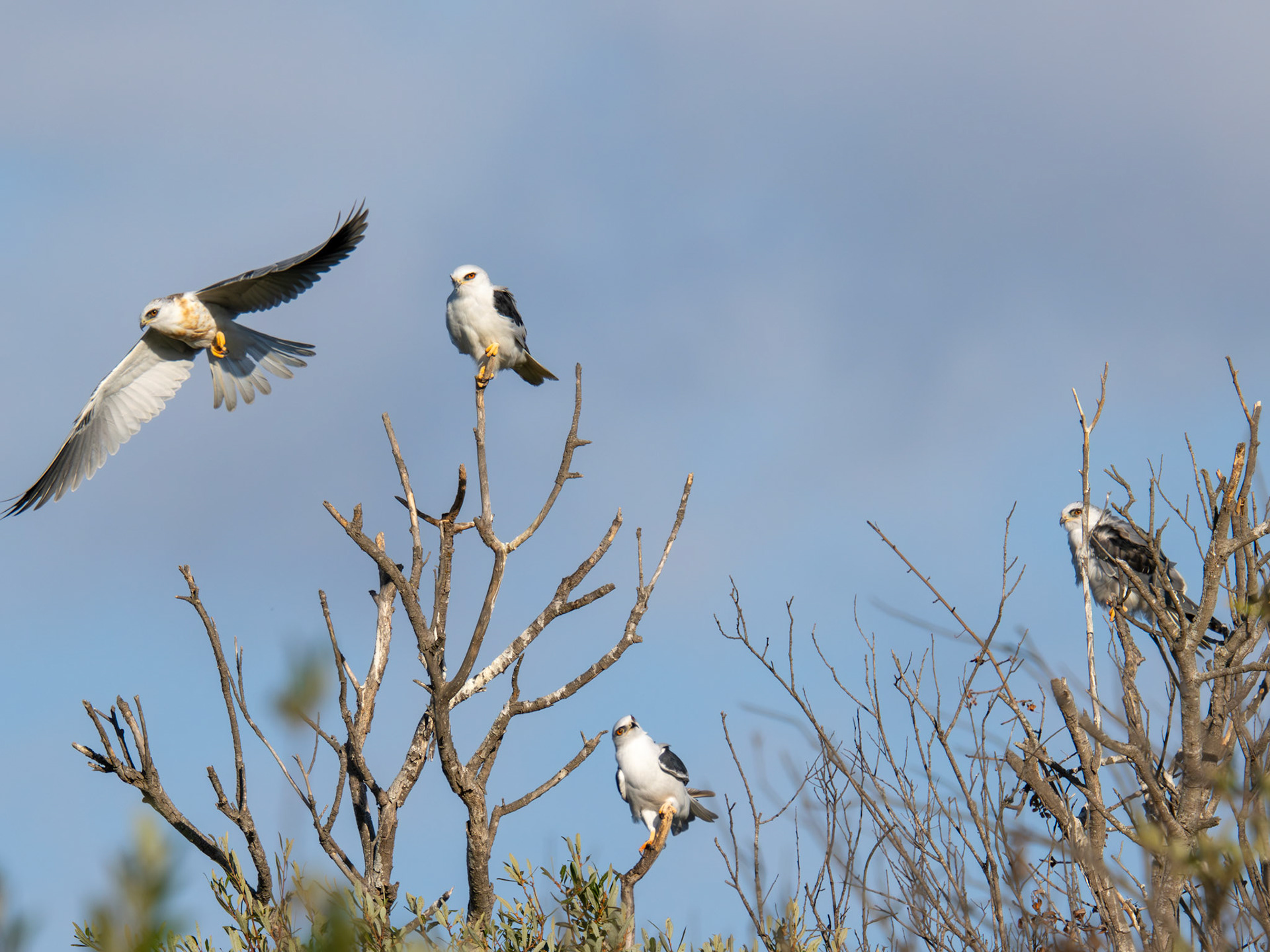 White-tailed Kites