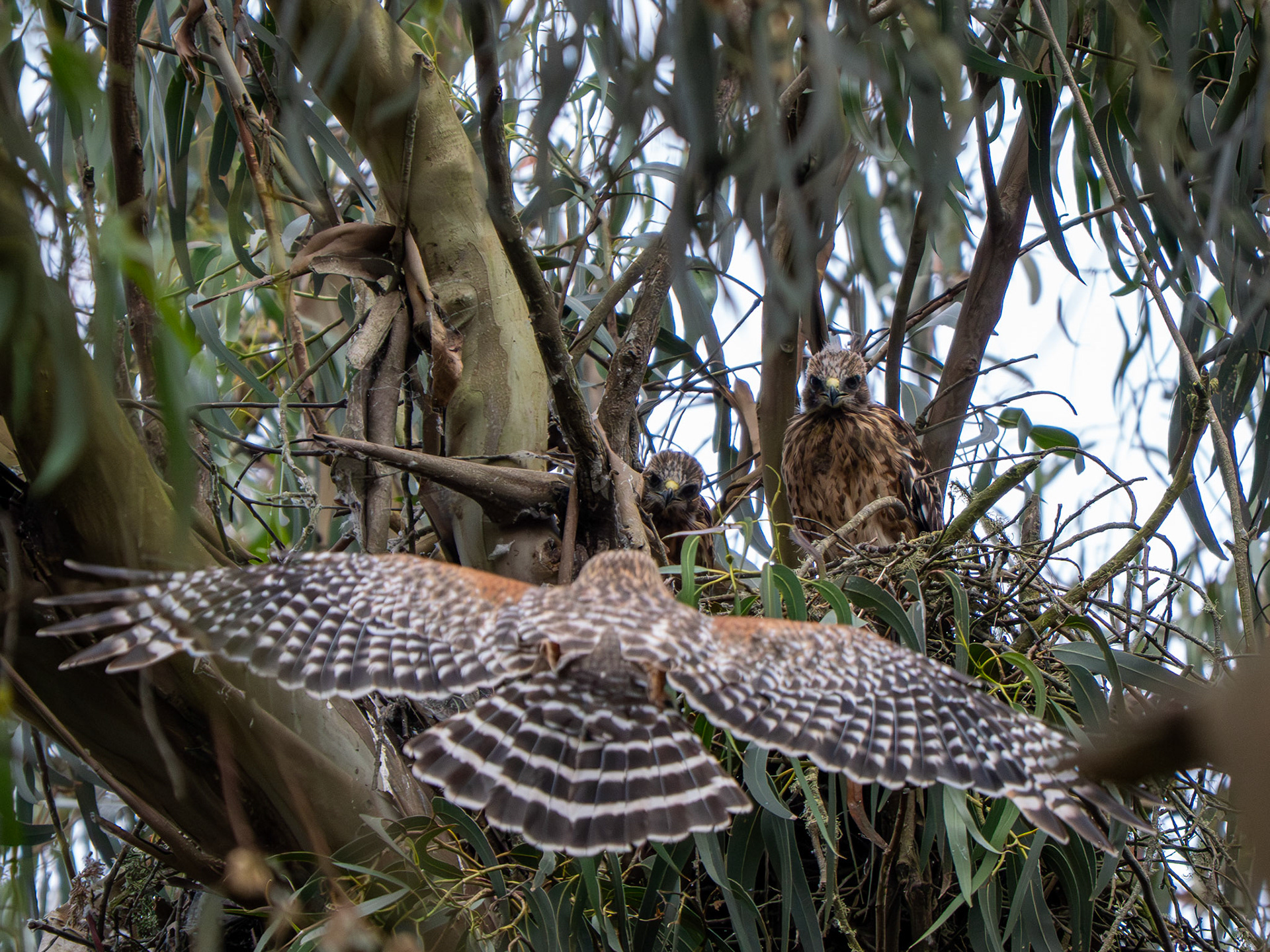 Red-shouldered Hawk
