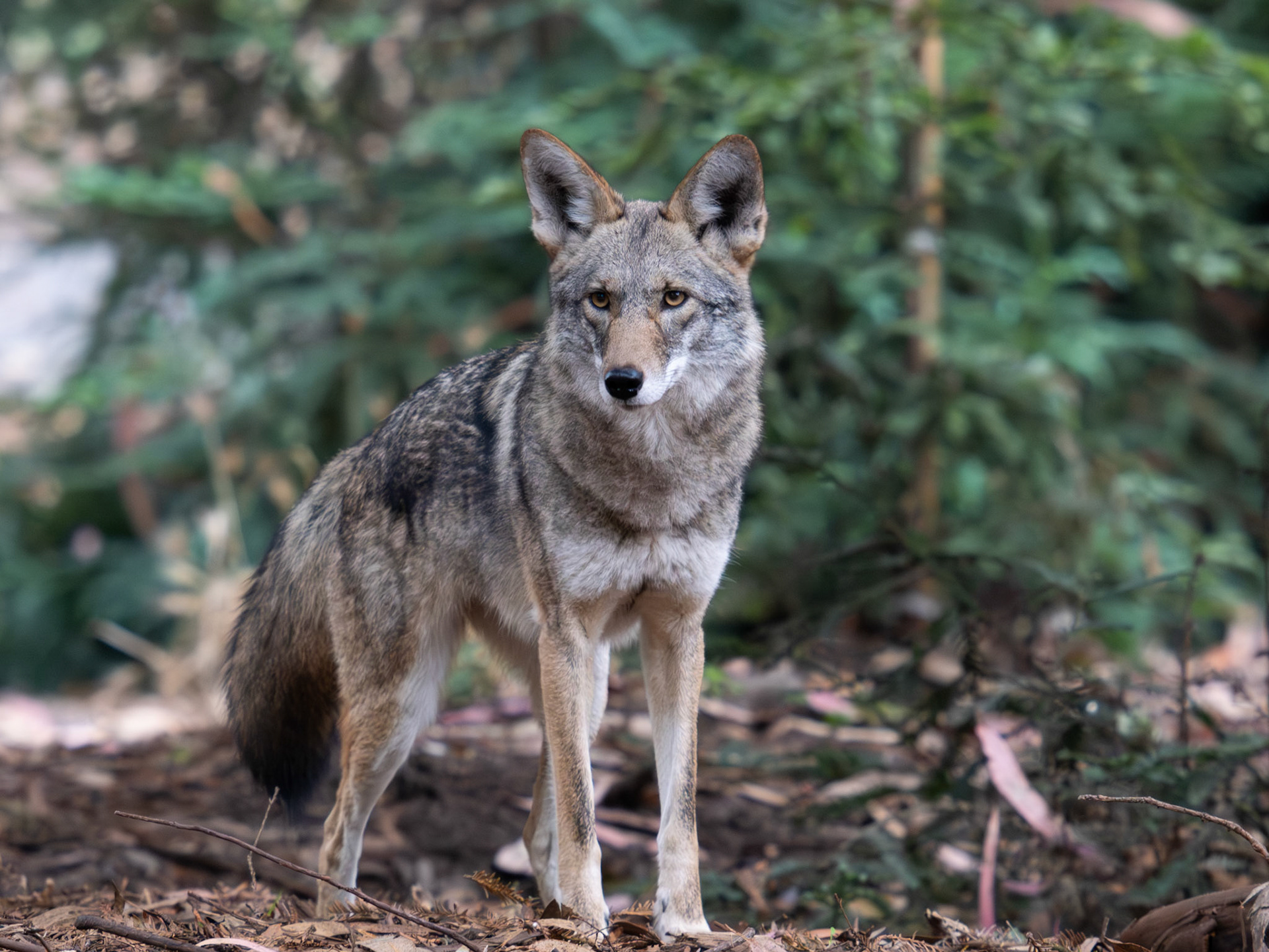 Coyote