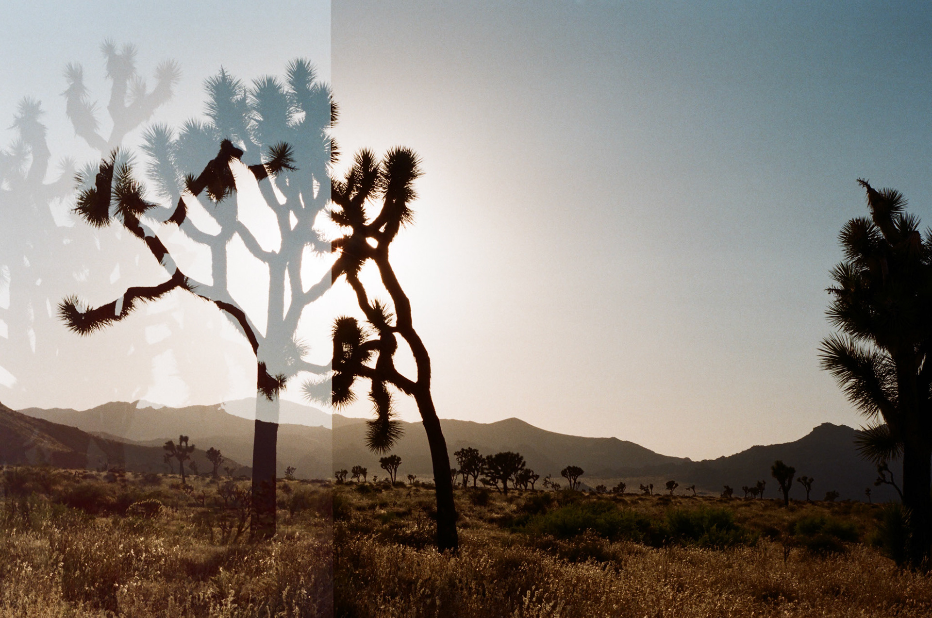 Joshua Tree, CA - July 2021