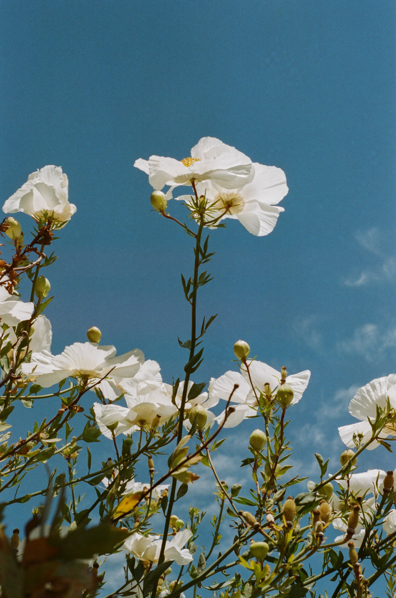 Cosmos in San Francisco, CA - 2021