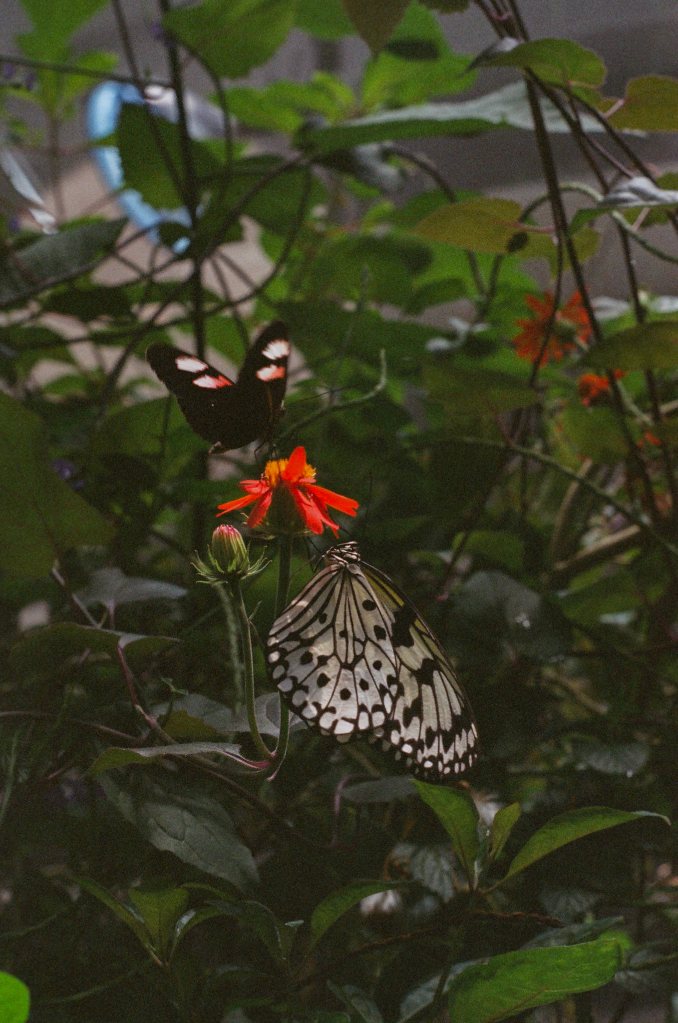 Butterflies in San Francisco - 2021