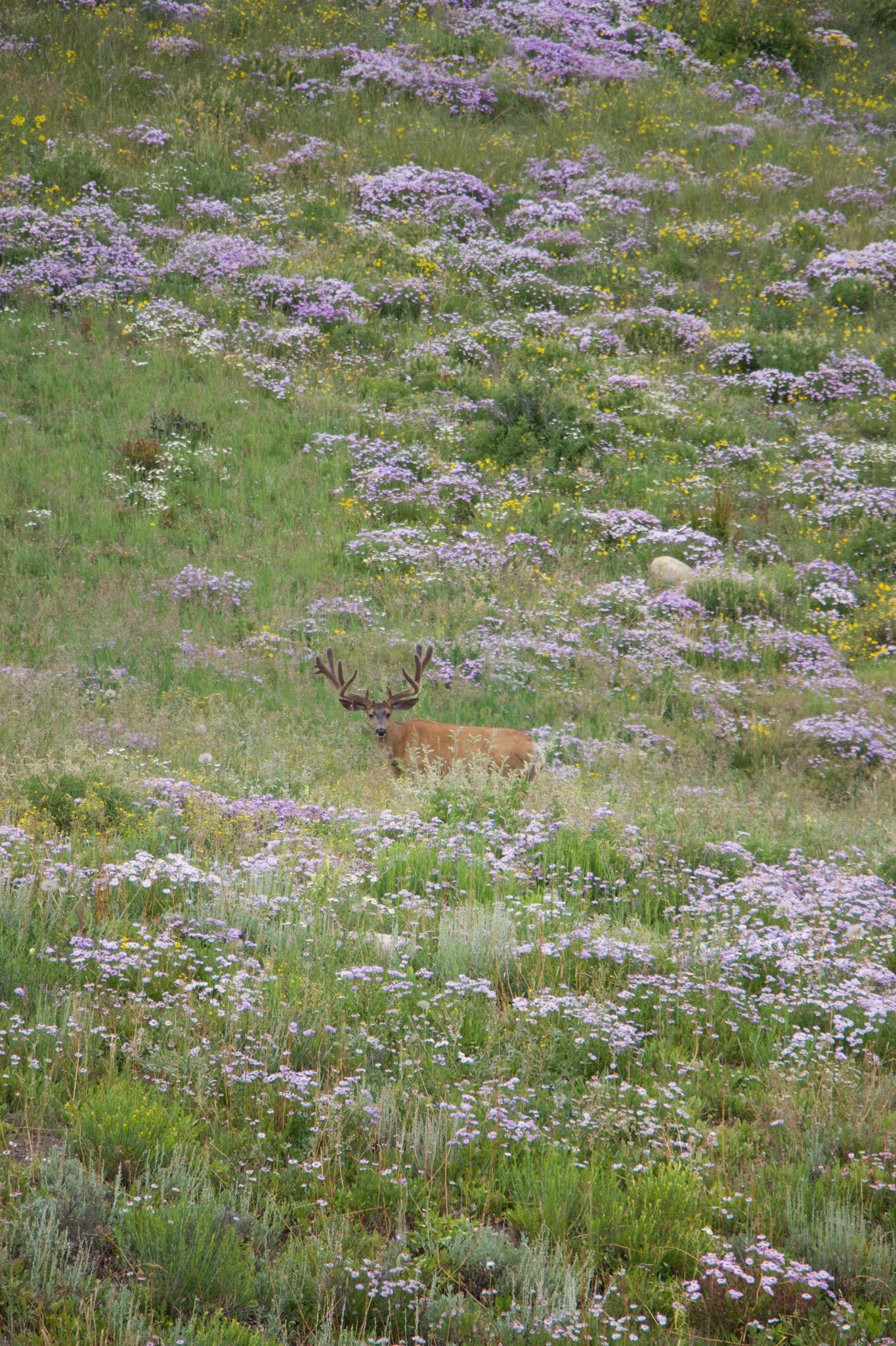 Crested Butte, Colorado