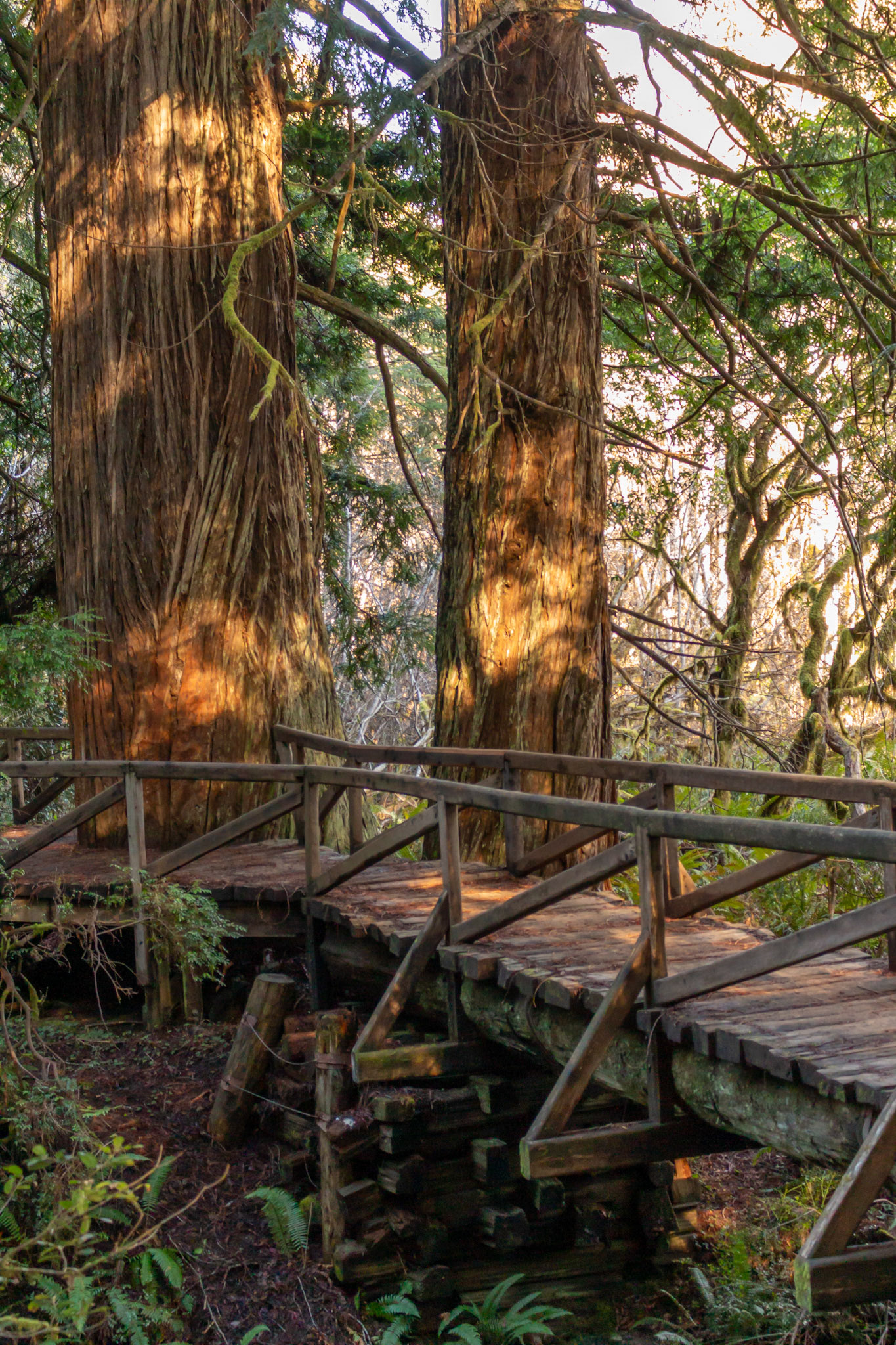Redwood Forest, California