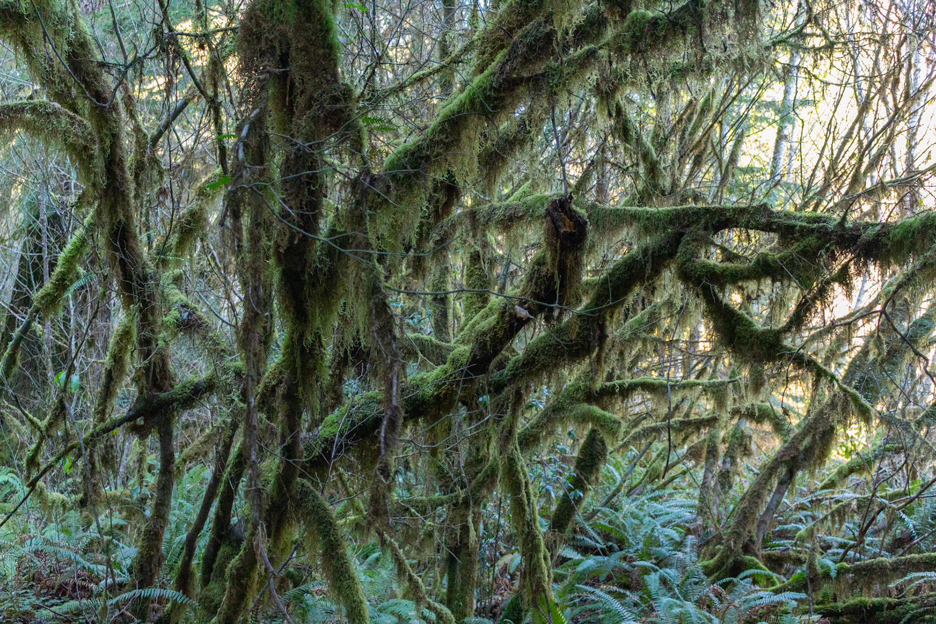 Redwood Forest, California
