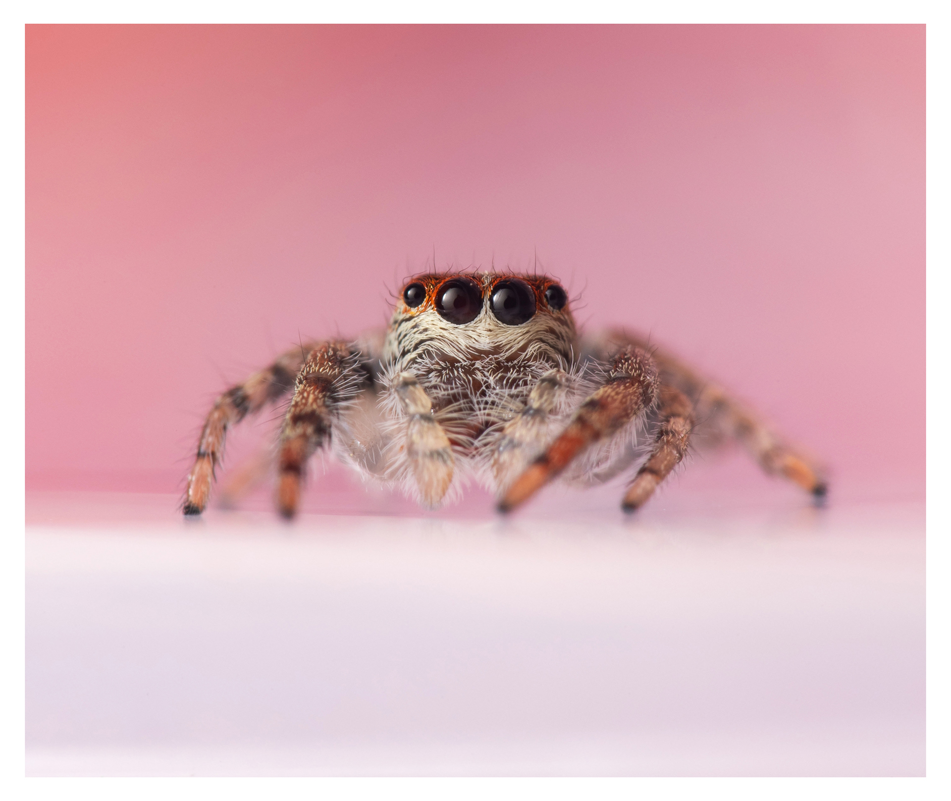 Opisthoncus