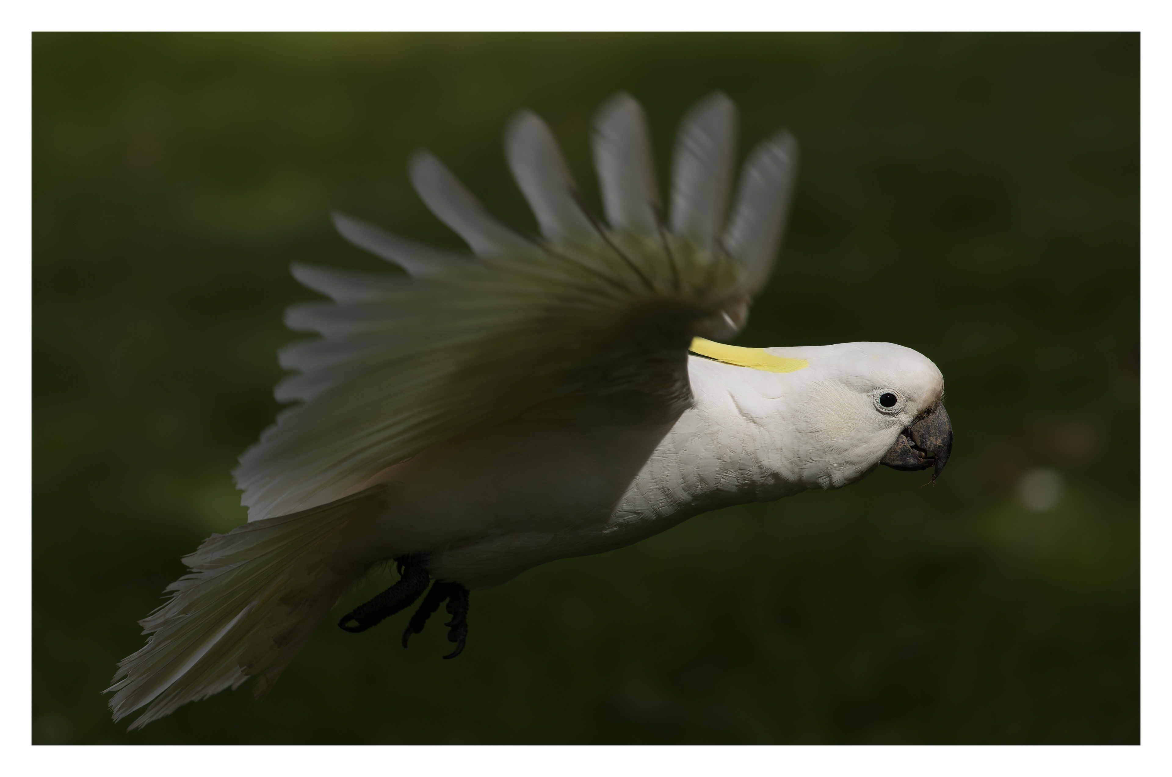 Sulphur-crested cockatoo