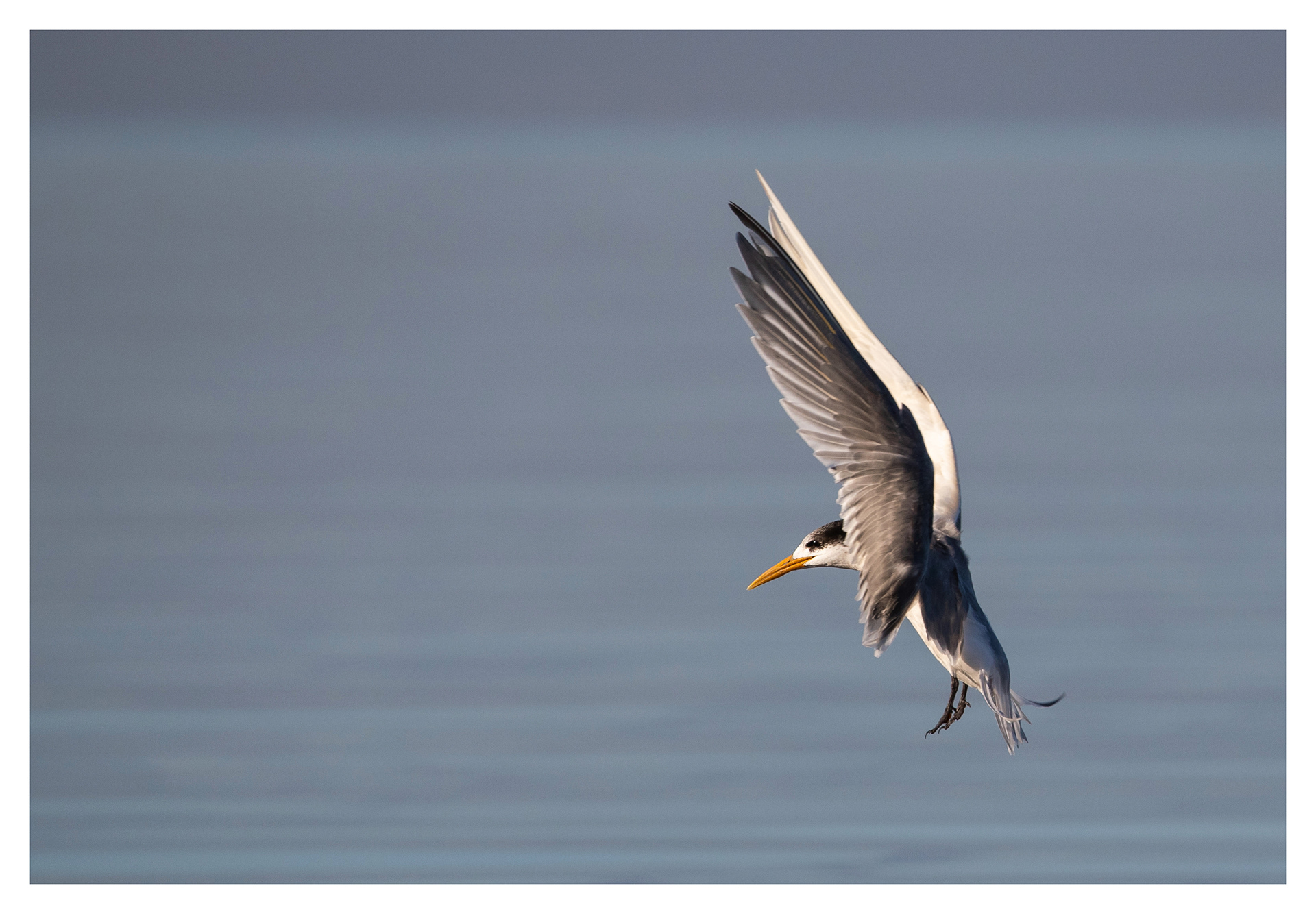 Greater crested tern