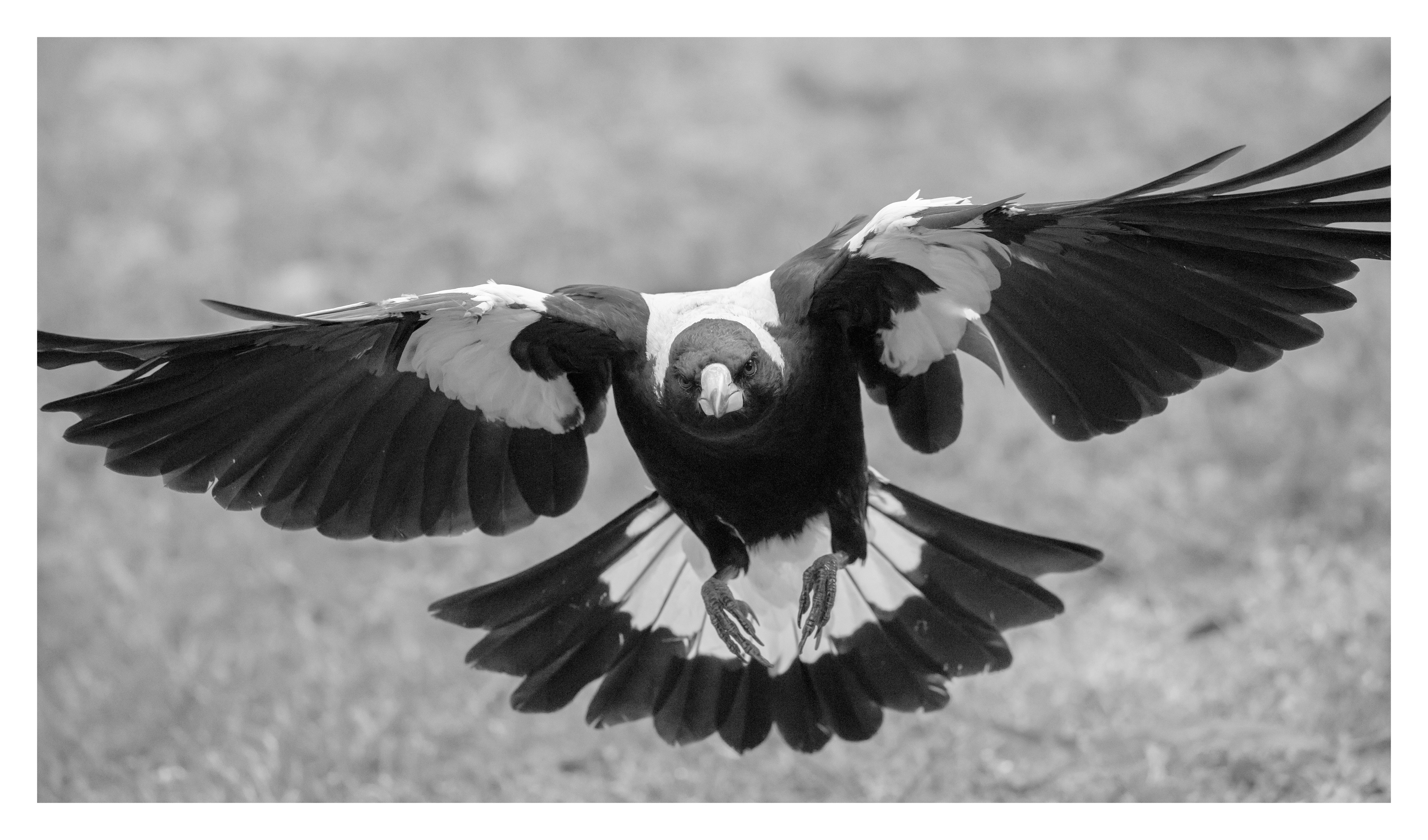 Menace in flight