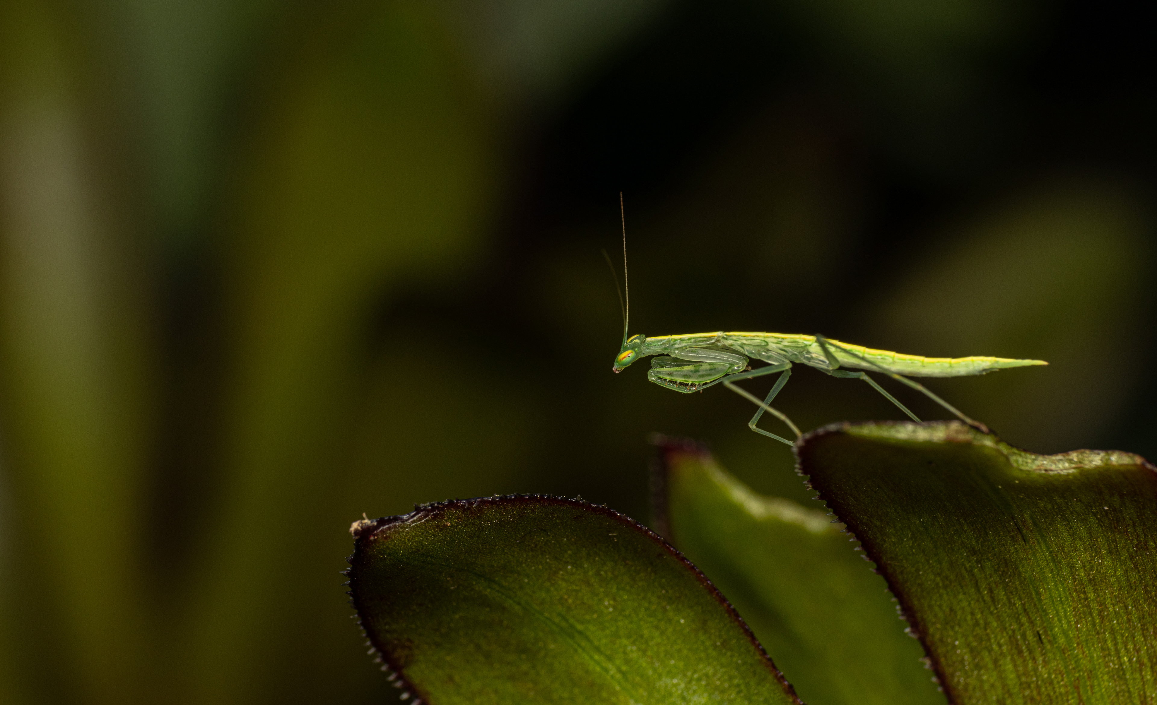 Snake Mantis