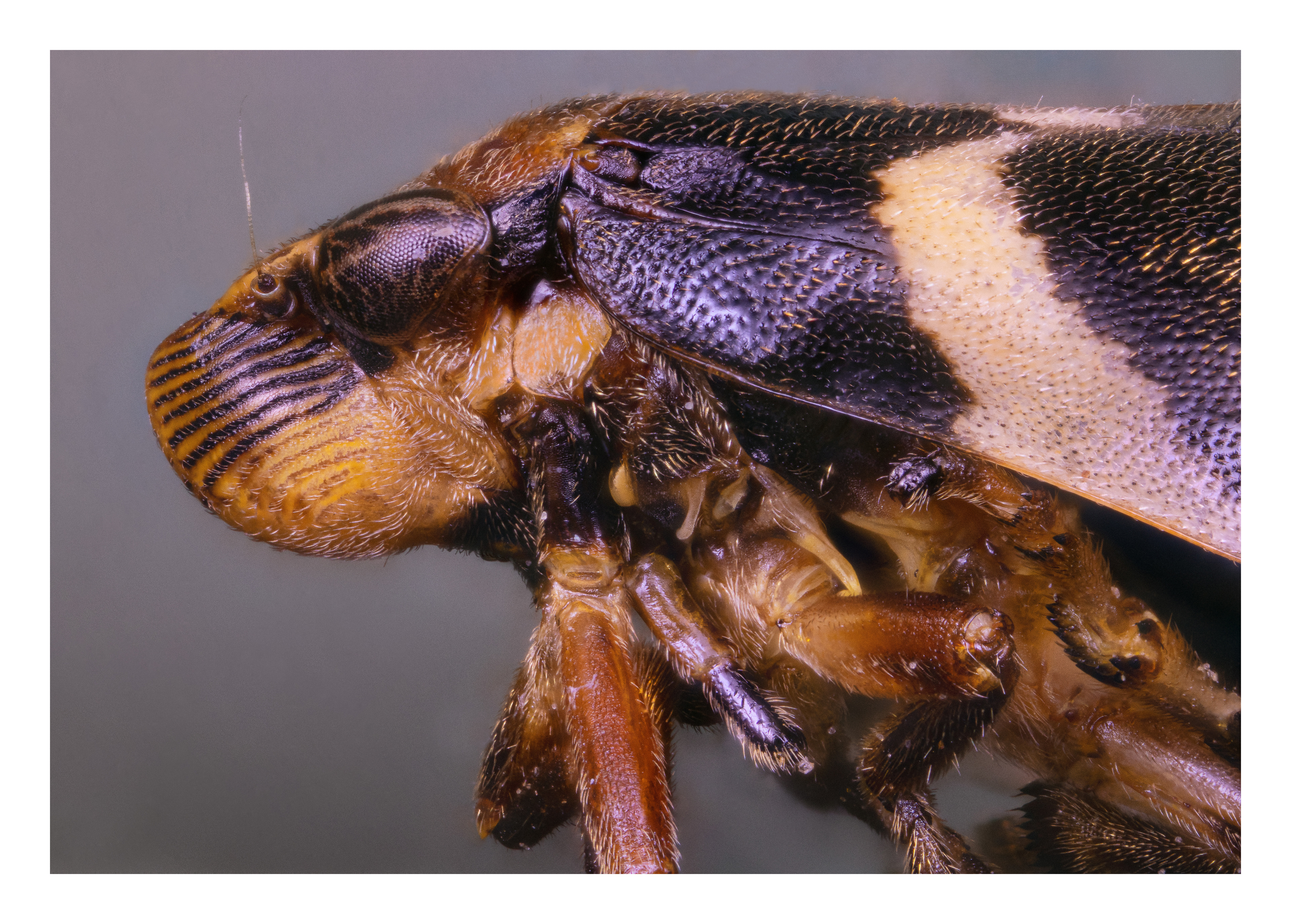 Cercopoidea
