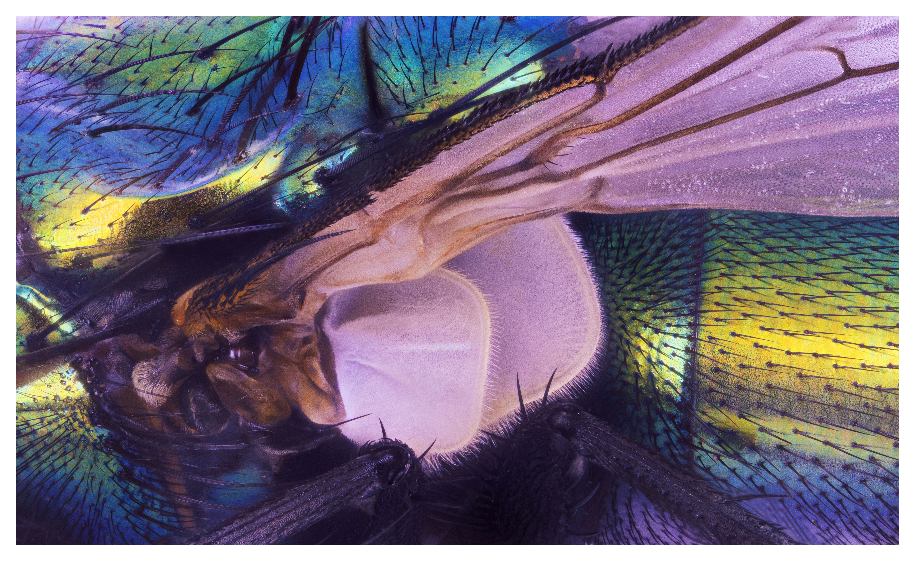 Lucilia Sericata