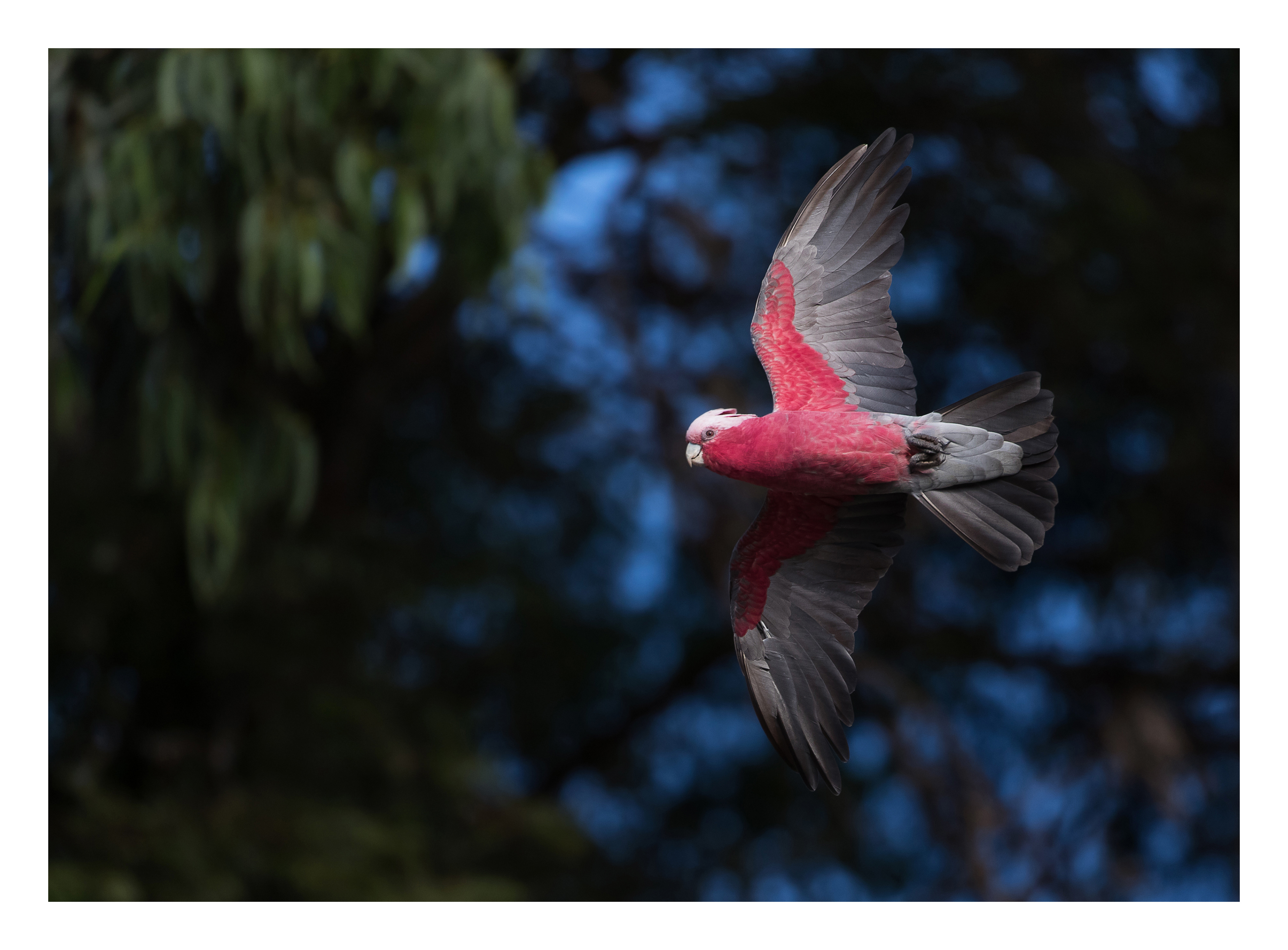 Galah
