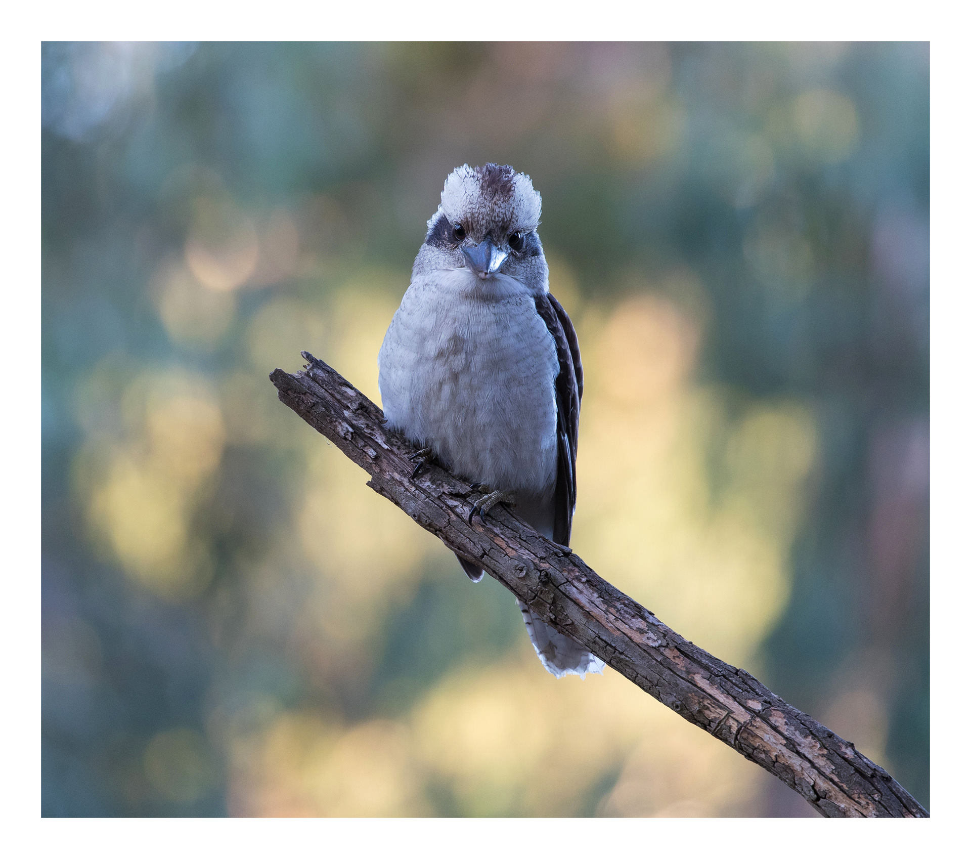 Laughing kookaburraa