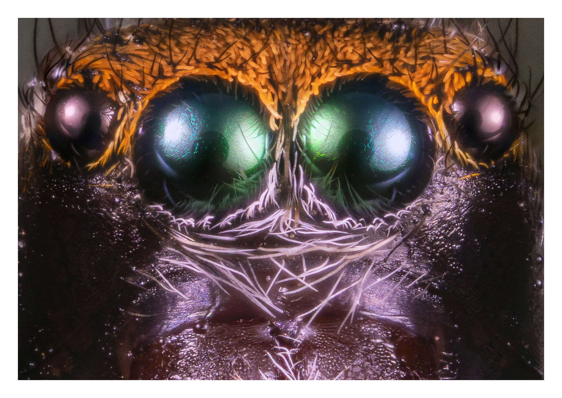 Hypoblemum Griseum 