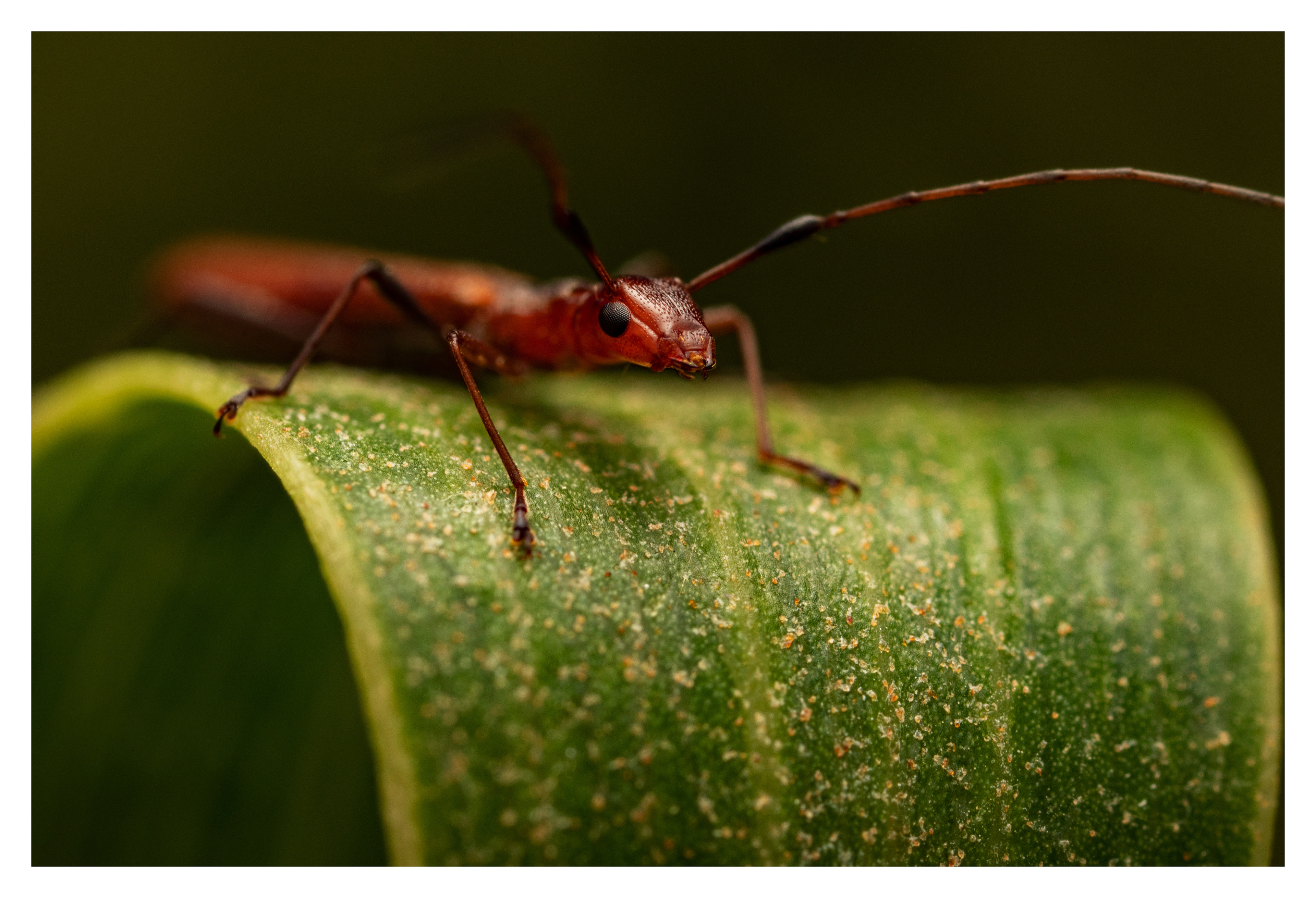 Cerambycidae