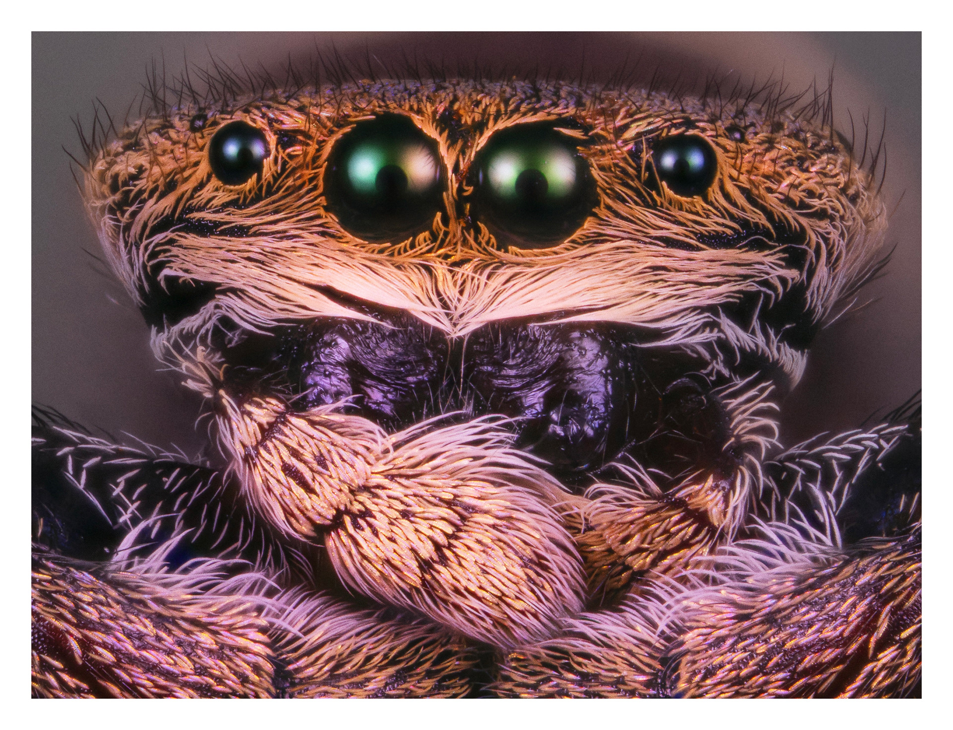 Simaethula