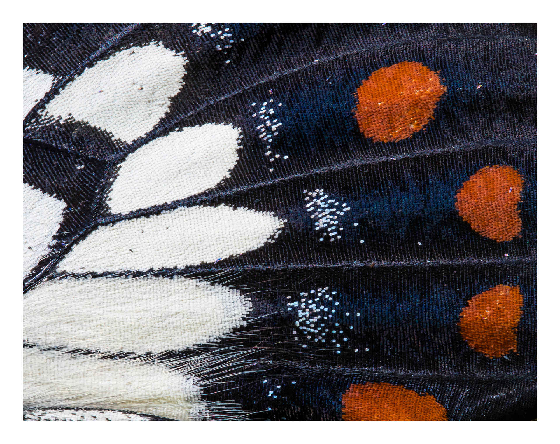 Lepidoptera