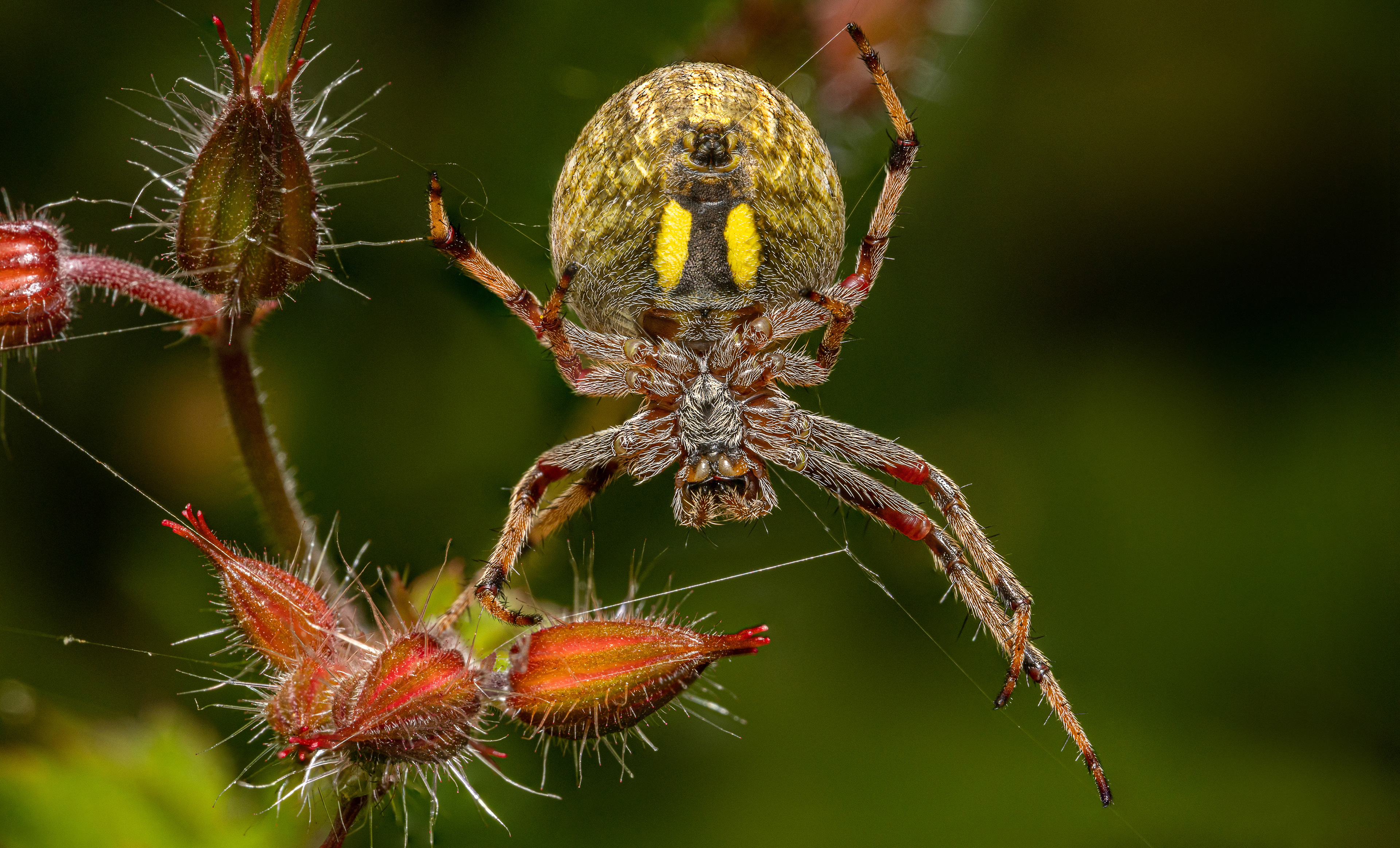 Sooty Orbweaver