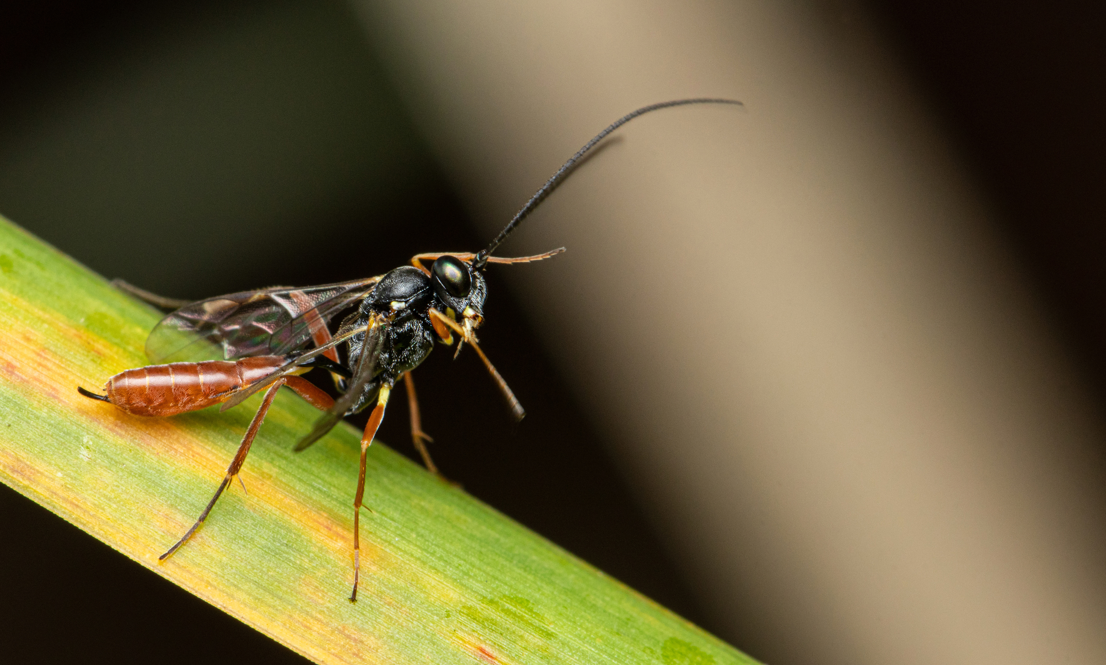 Ichneumon wasp
