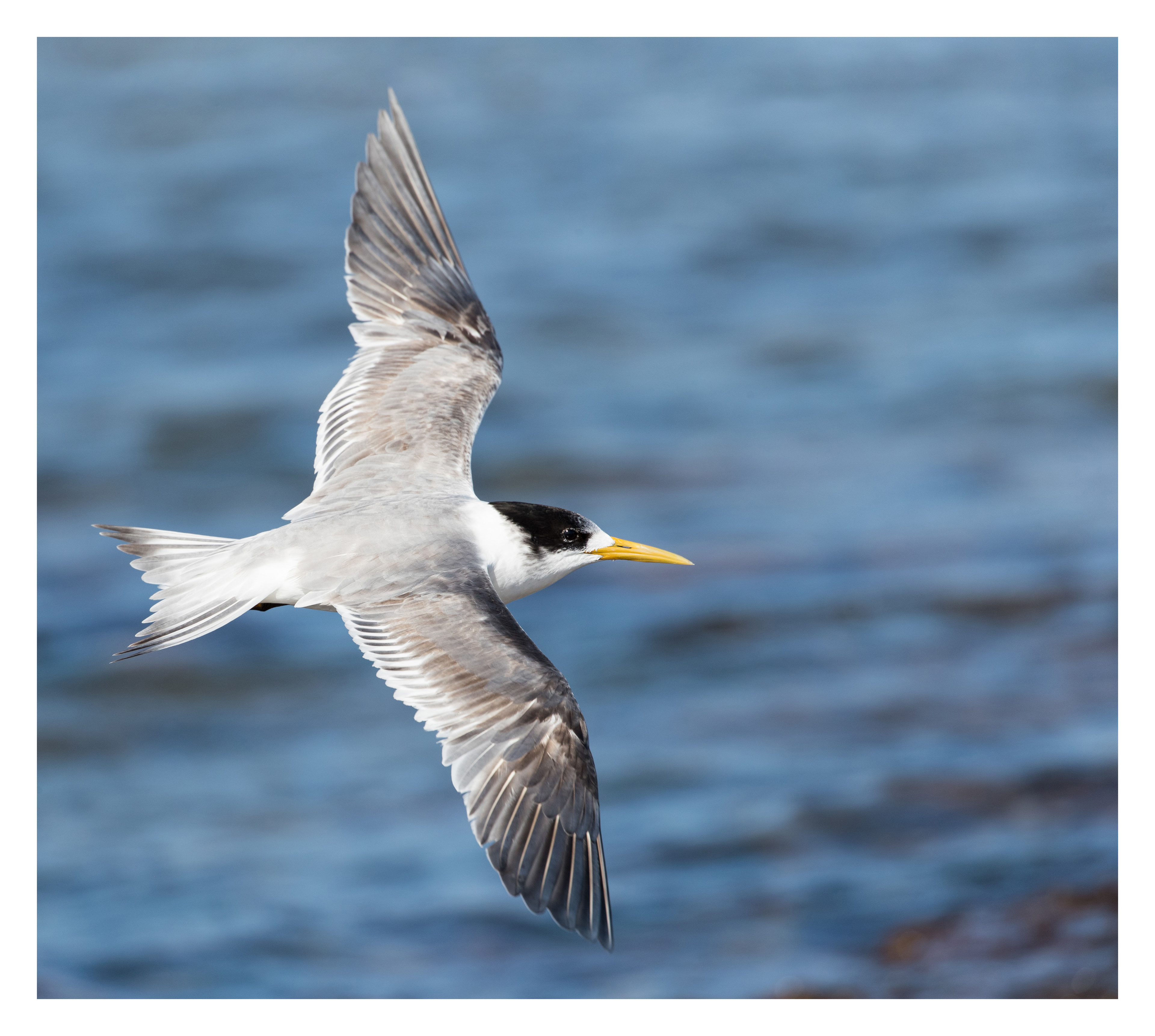 Greater crested tern