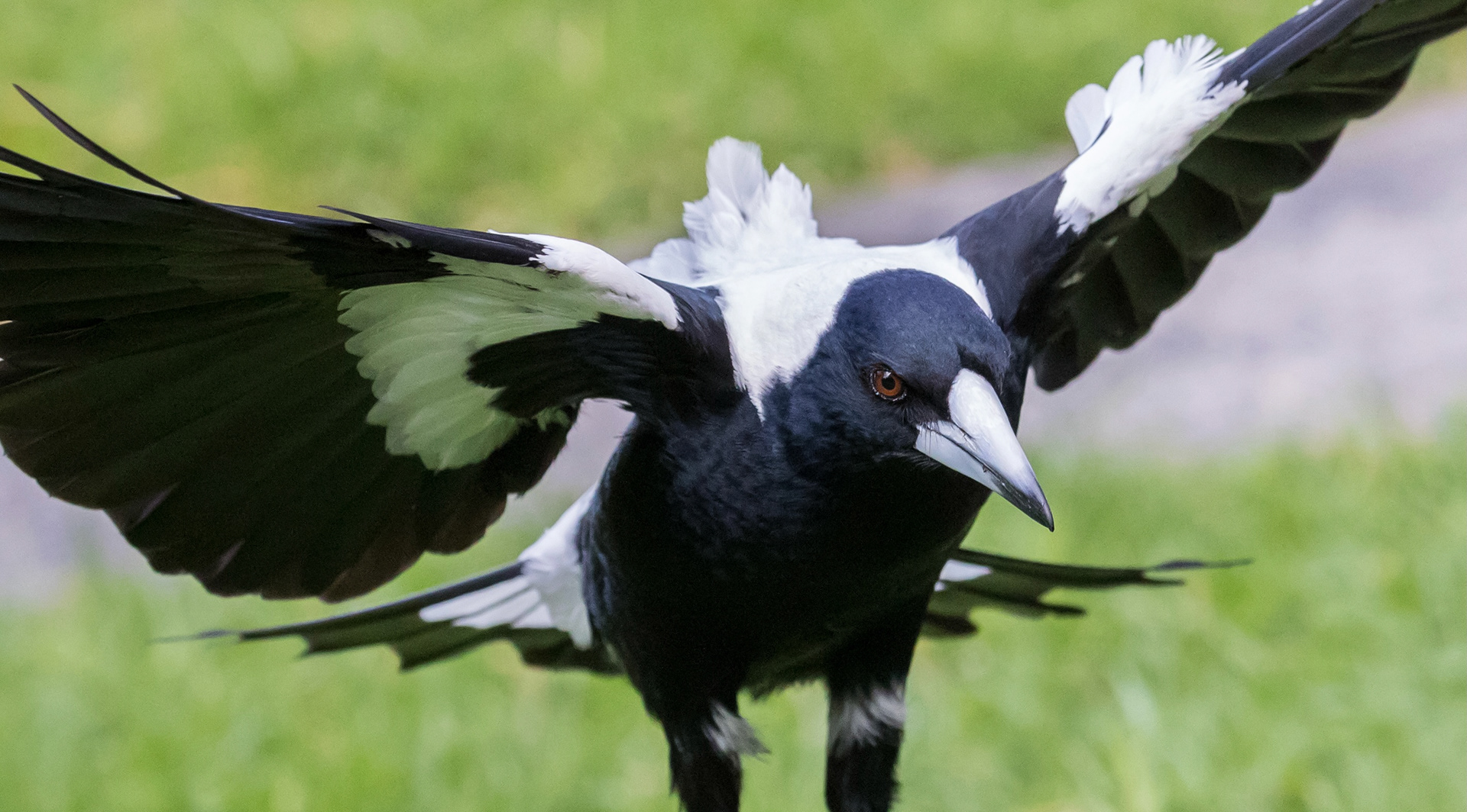 Male Australian Magpie