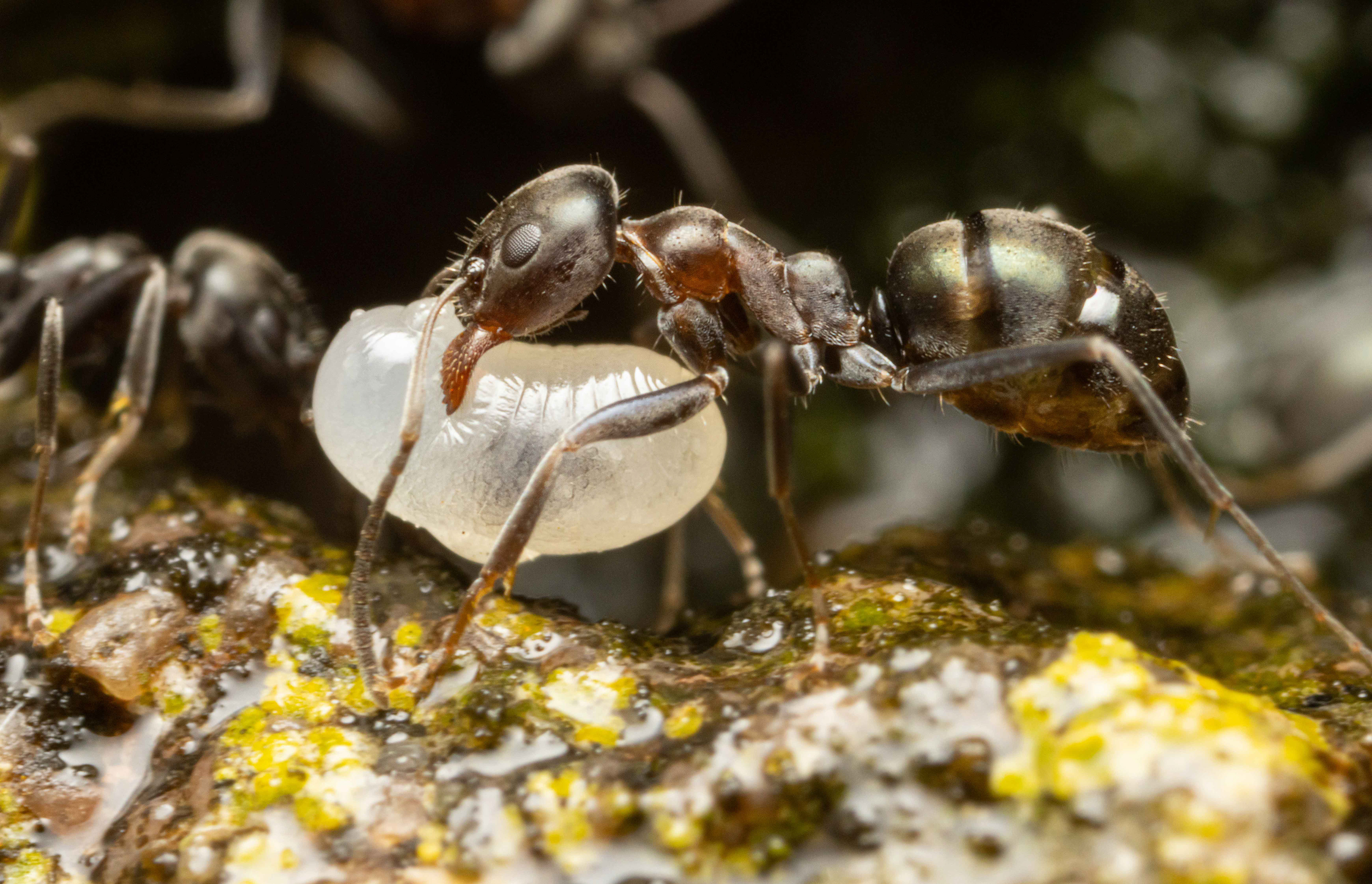 Rainbow ant with larva