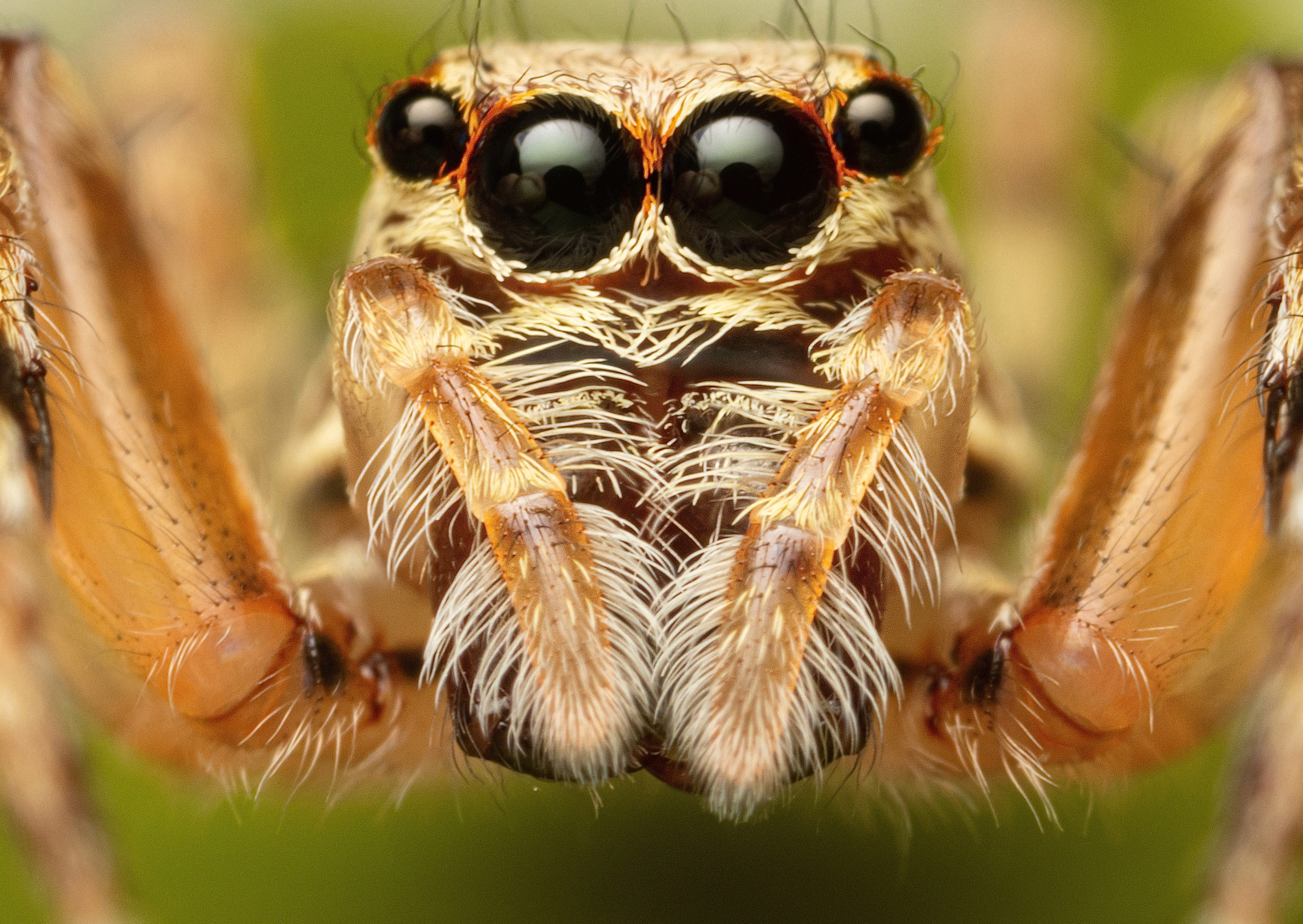Female Bronze Hopper