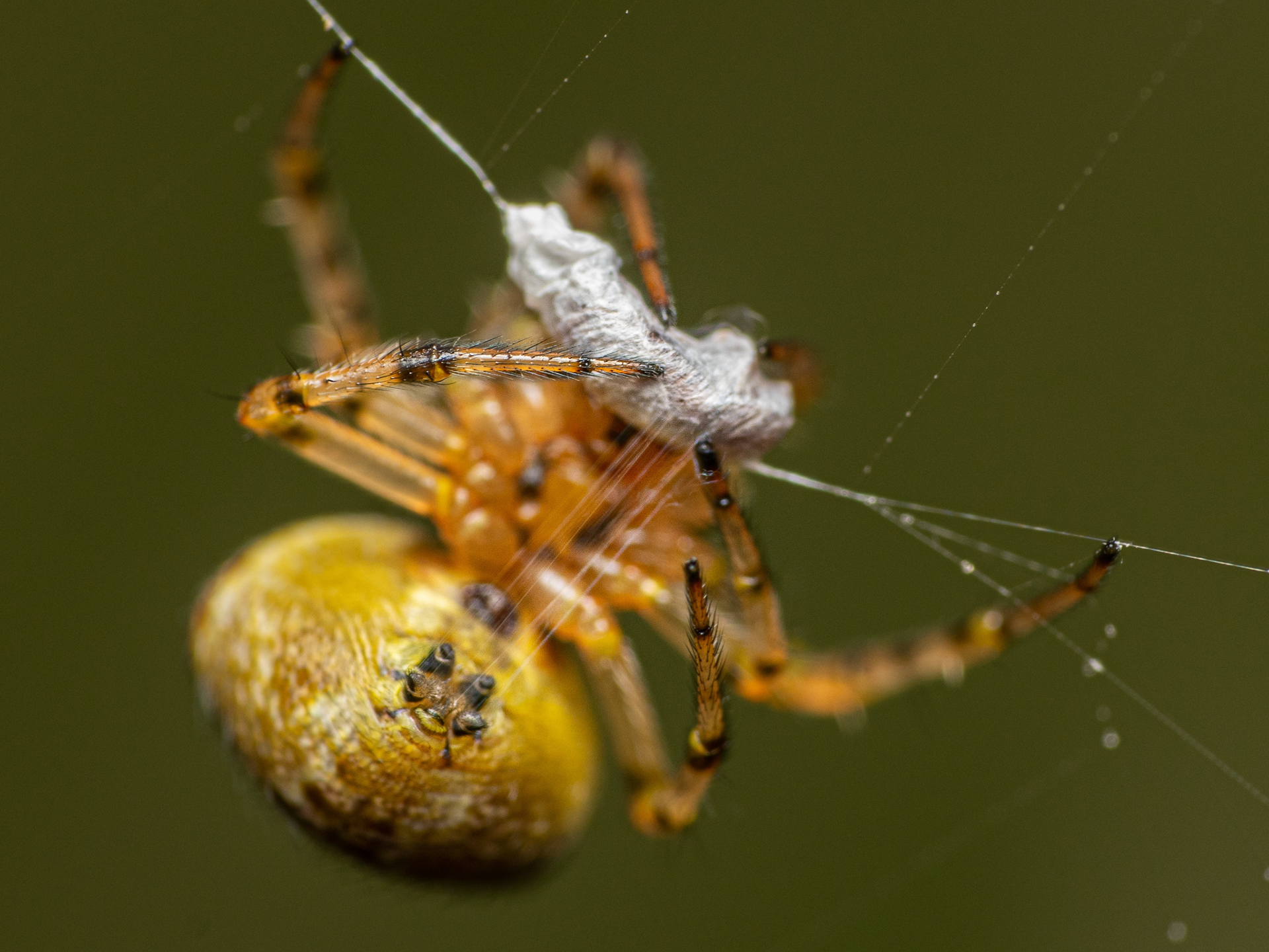 Roundshouldered Orbweaver