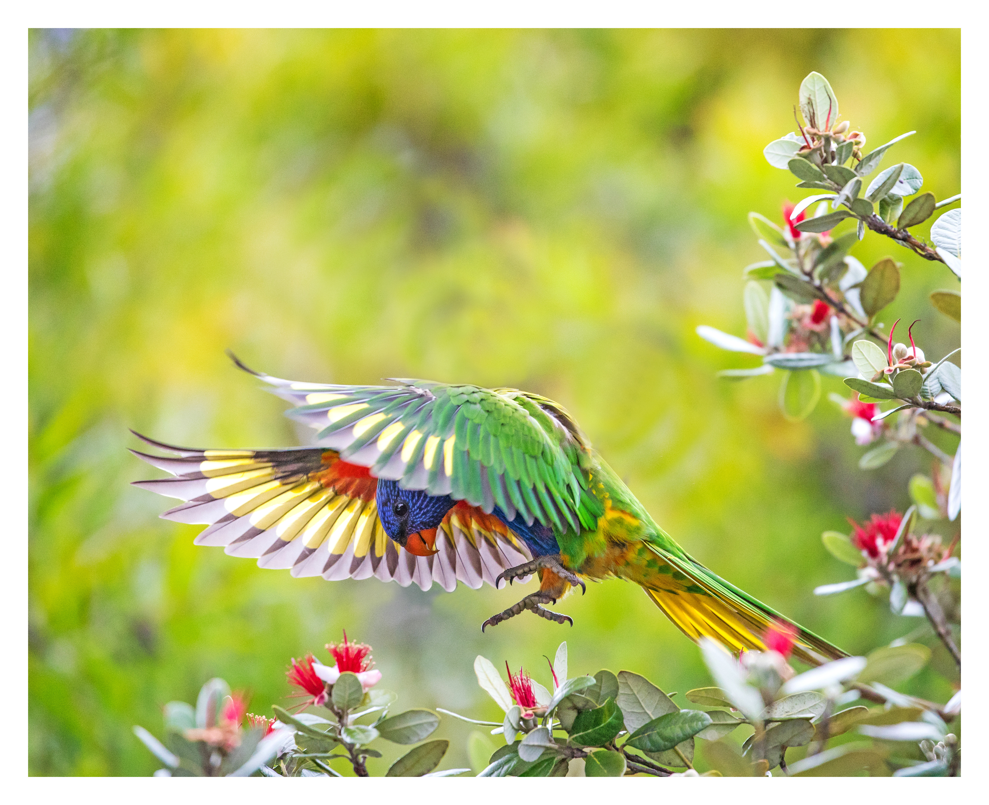 Rainbow lorikeet 