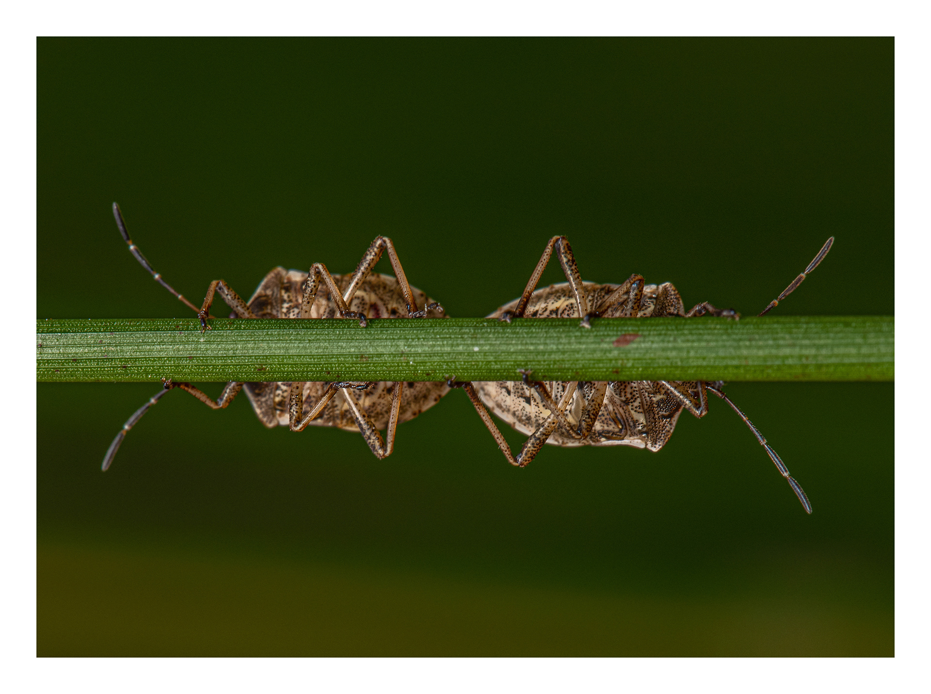 Shield bugs